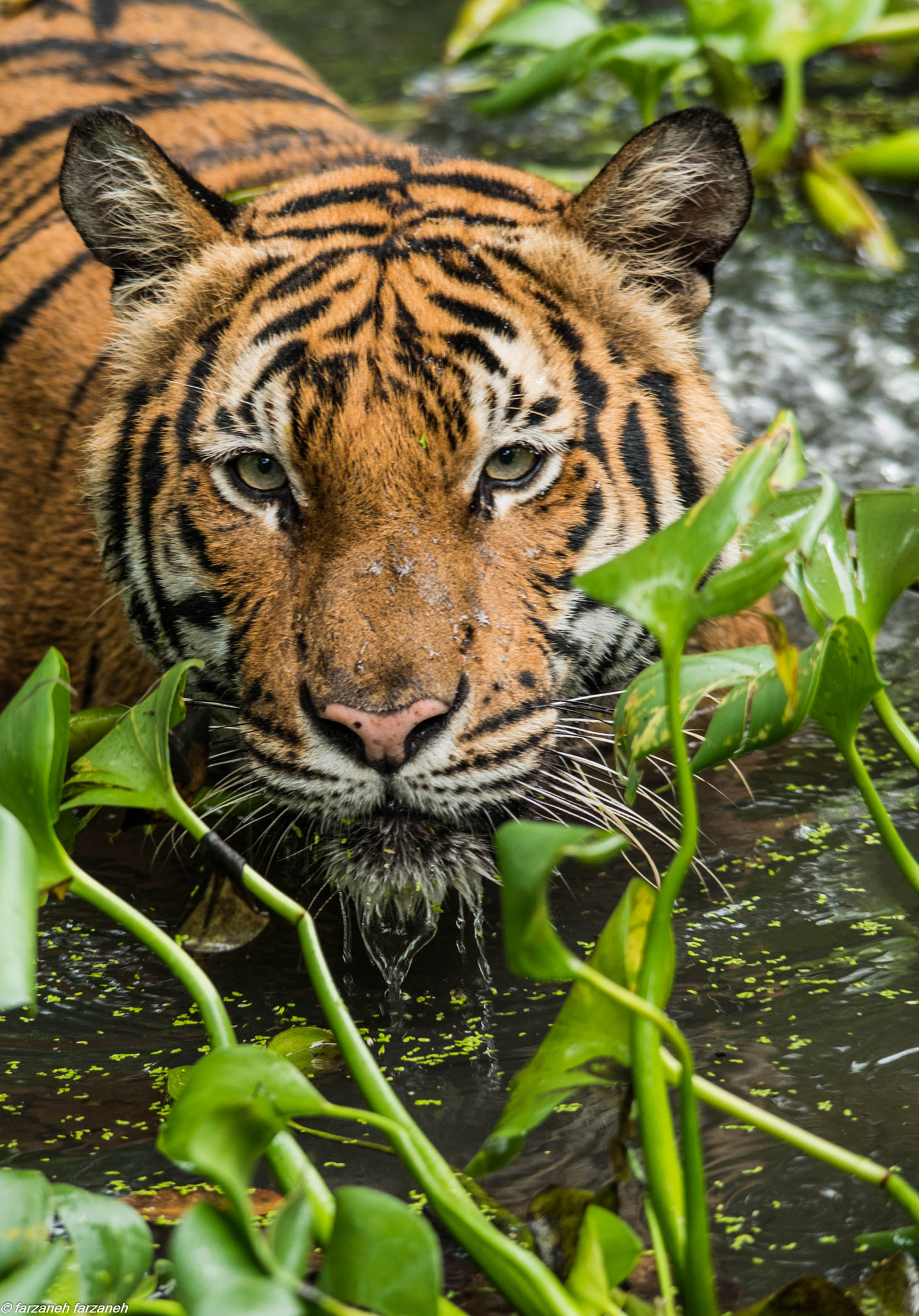 Sigma 150-500mm F5-6.3 DG OS HSM sample photo. Dsc_1696-2.jpg photography