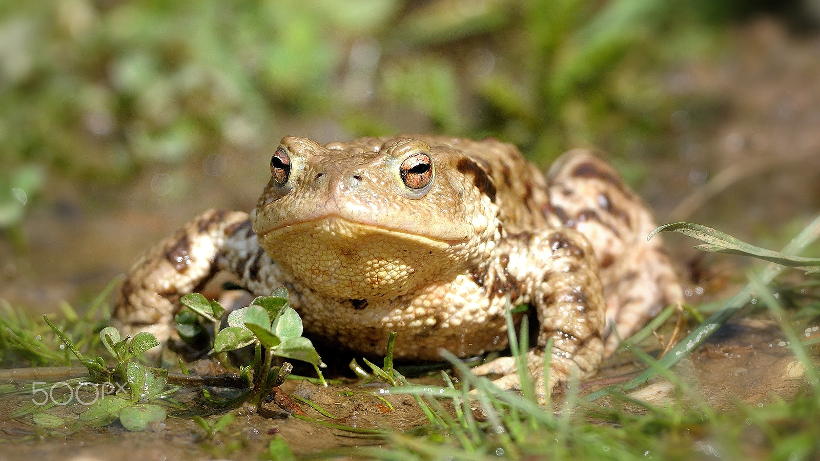 Nikon AF-S Nikkor 300mm F2.8G ED VR II sample photo. Toad photography