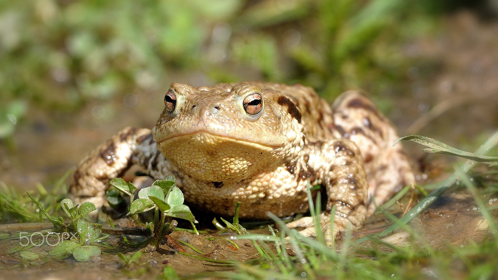 Nikon D300 sample photo. Toad photography