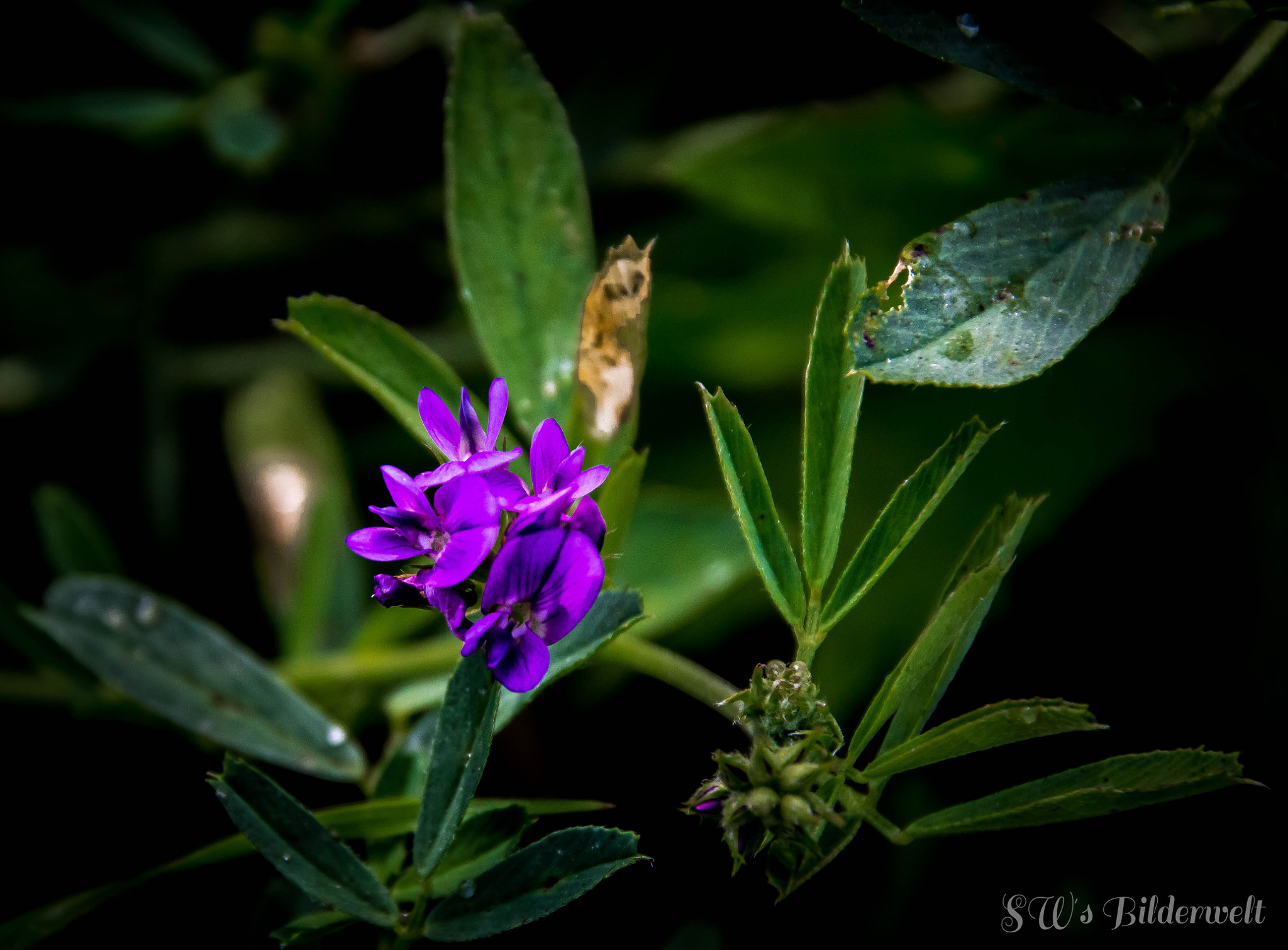 Sigma 18-250mm F3.5-6.3 DC OS HSM sample photo. Kleiner zauber photography