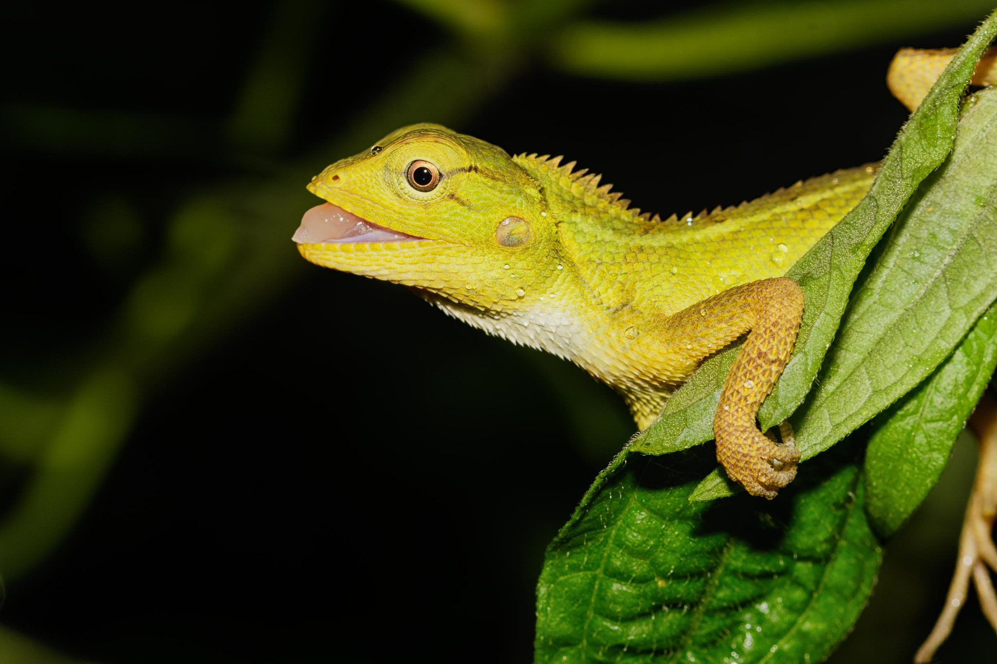 Sigma 105mm F2.8 EX DG OS HSM sample photo. Common green forest lizard photography