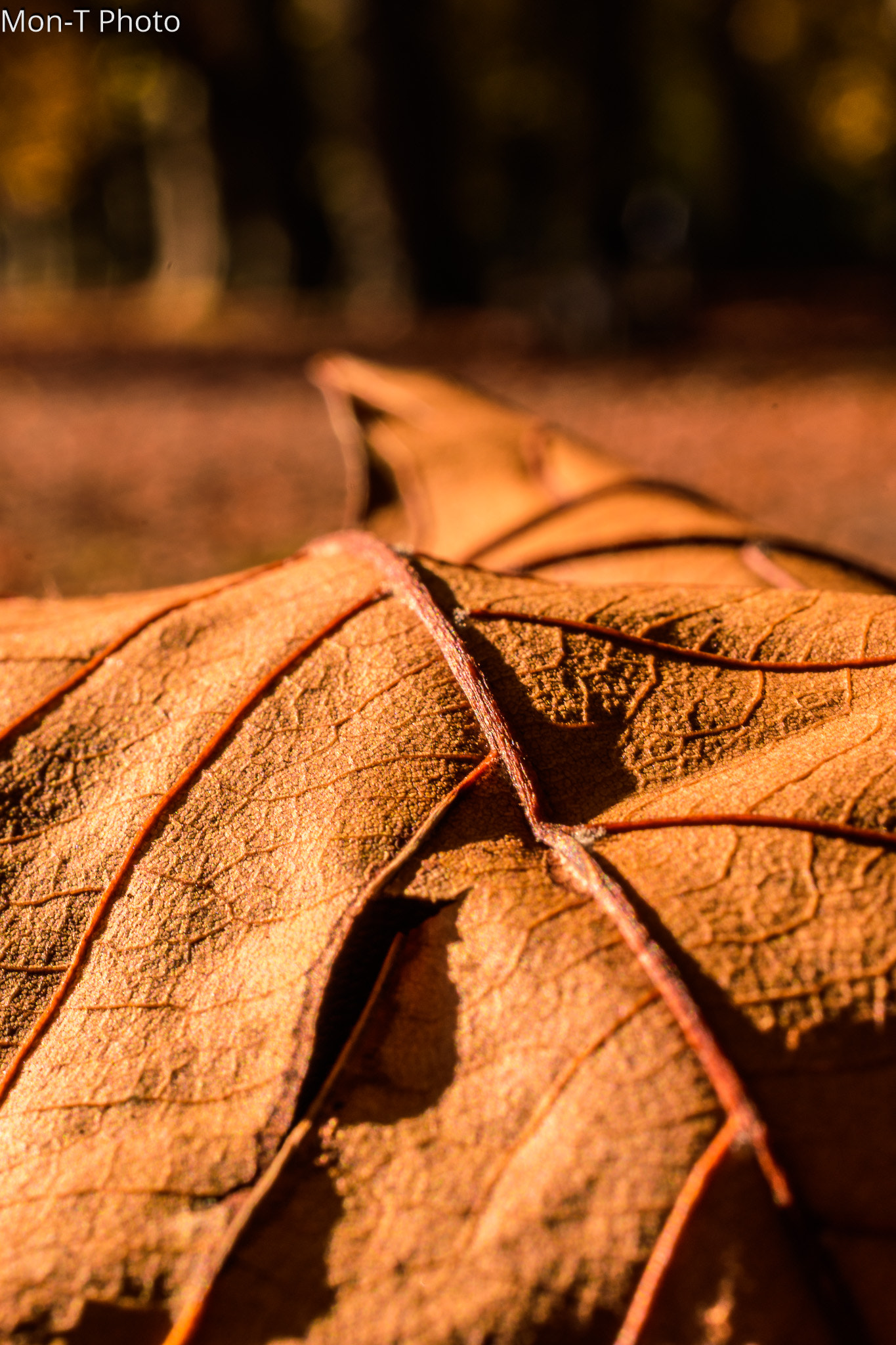 Nikon AF-S DX Micro Nikkor 40mm F2.8 sample photo. Autum in germany photography