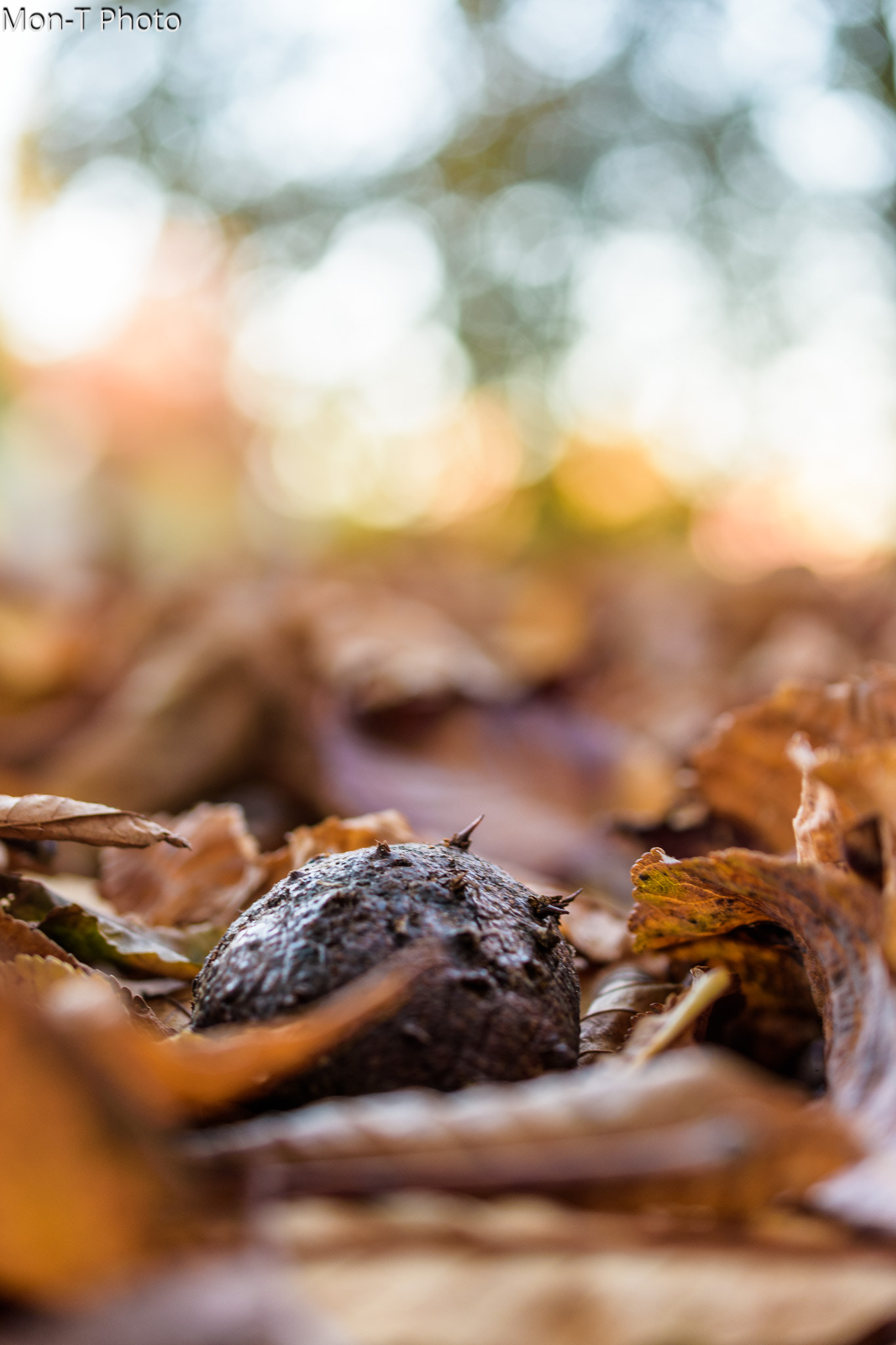 Nikon AF-S DX Micro Nikkor 40mm F2.8 sample photo. Autum in germany photography