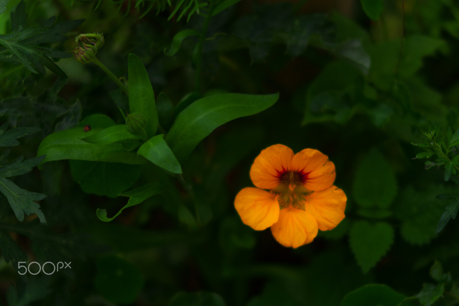 Canon EF 135mm F2.8 SF sample photo. Flower photography