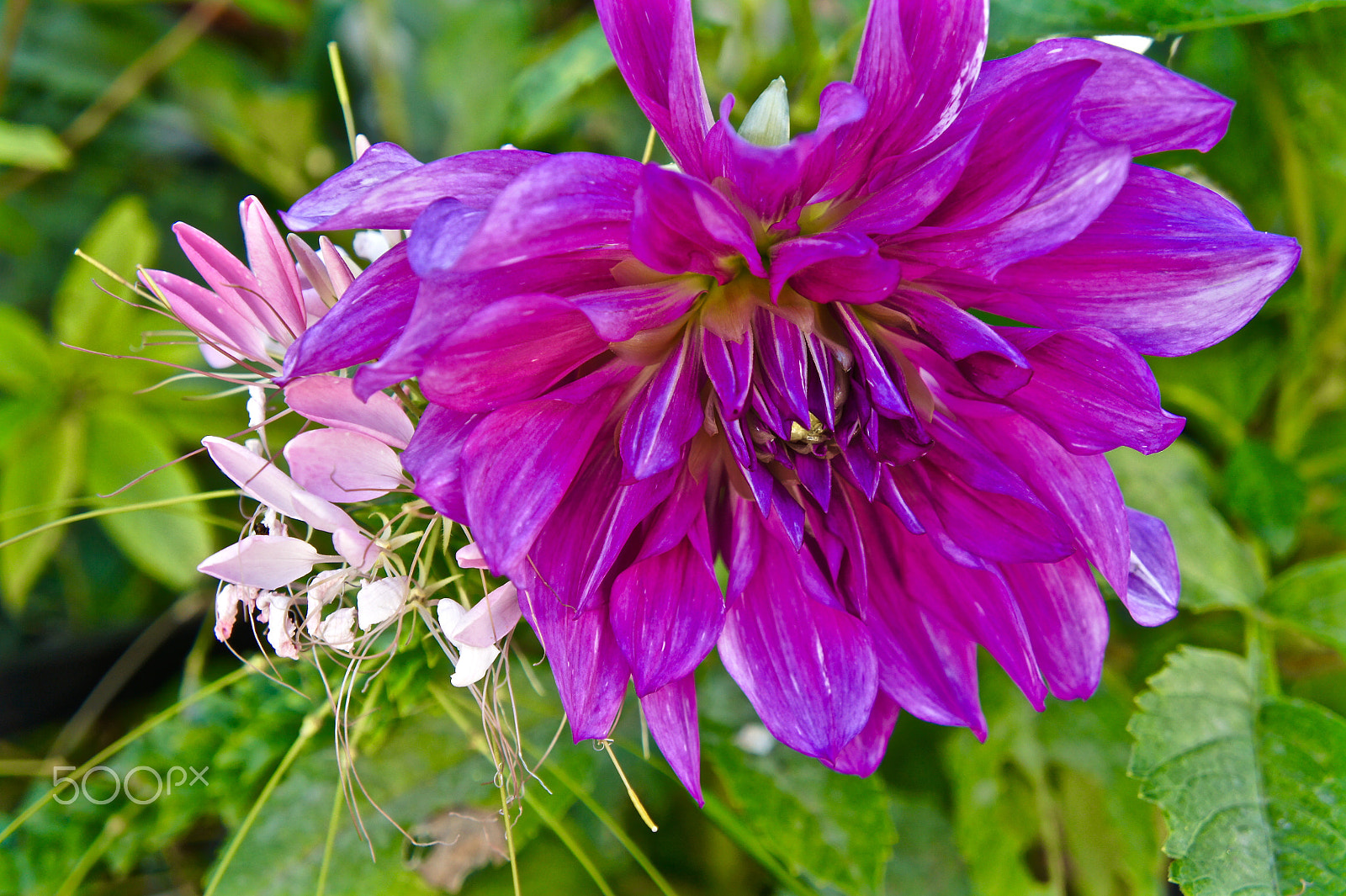 Tamron 18-200mm F3.5-6.3 Di III VC sample photo. Beauty in nature photography