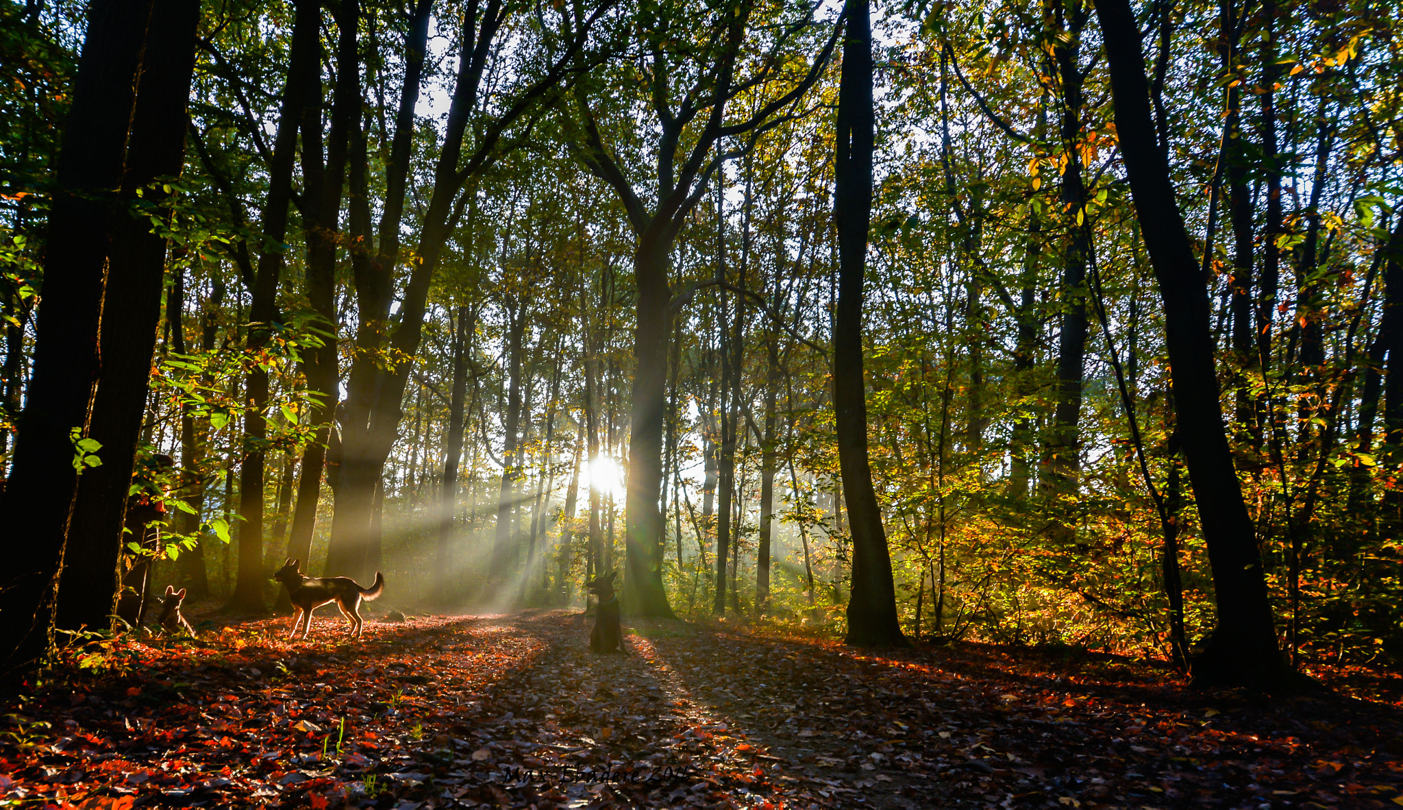 Nikon D600 + Sigma 12-24mm F4.5-5.6 II DG HSM sample photo. Rencontre dans le bois photography