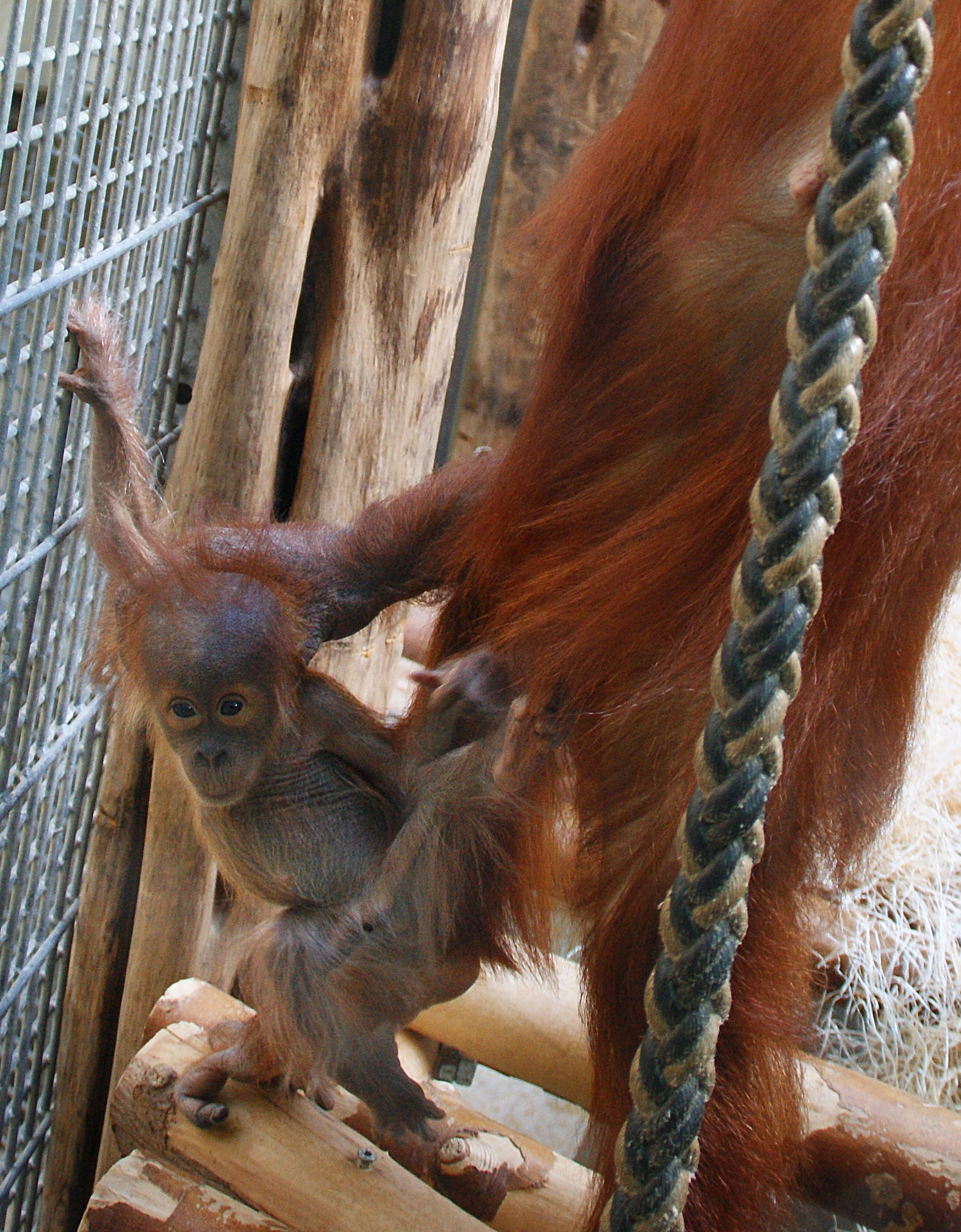 Sony Alpha DSLR-A290 sample photo. Berani - zoo heidelberg photography