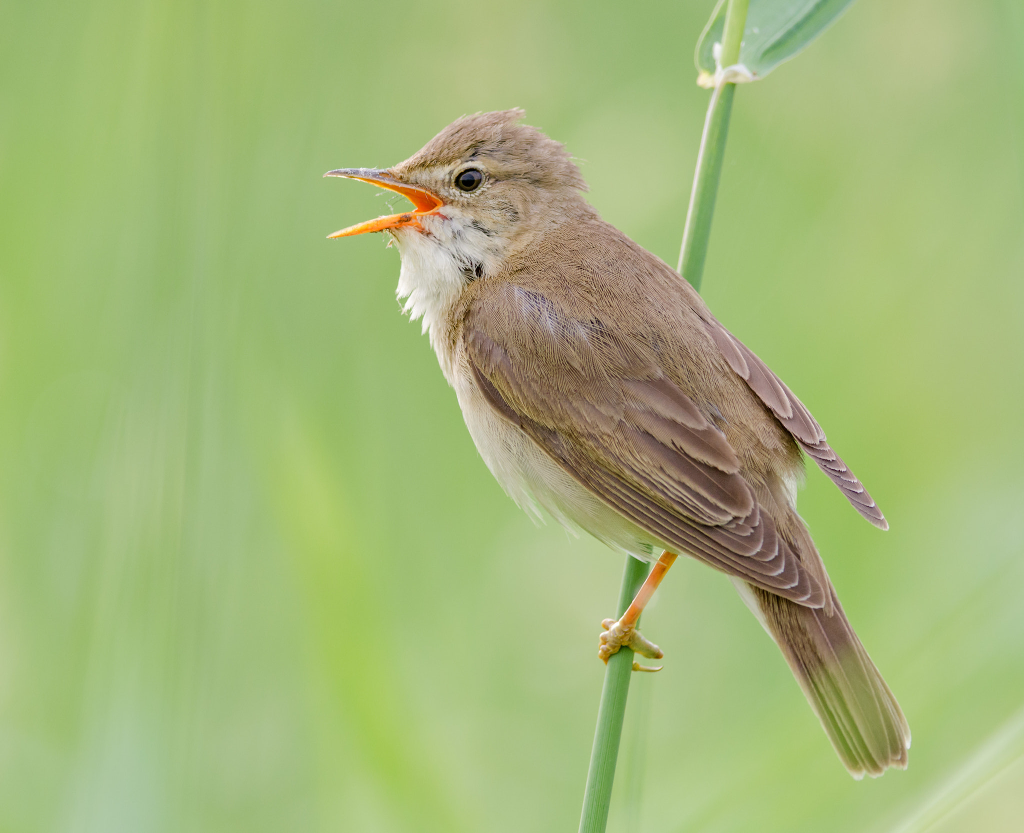 Nikon D7000 + Nikon AF-S Nikkor 300mm F4D ED-IF sample photo. Marsh warbler photography