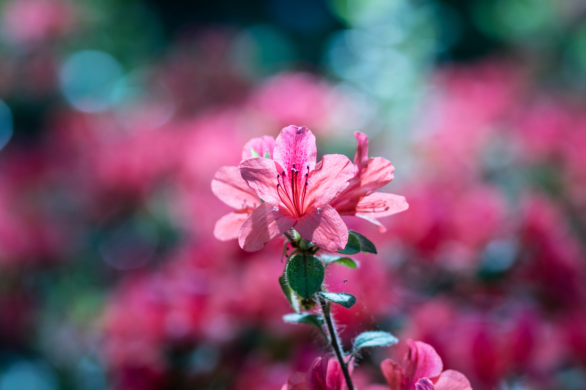 Canon EOS M3 + Canon EF 85mm F1.8 USM sample photo. Ml_20161029_12 photography