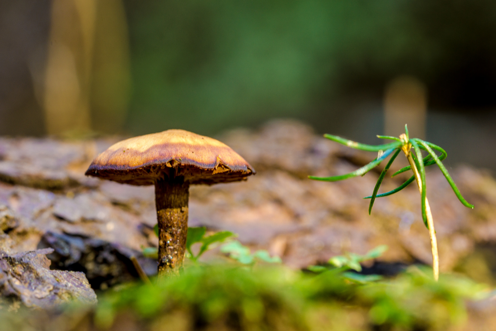 Sony a6000 + Sony FE 90mm F2.8 Macro G OSS sample photo. Mushroom photography