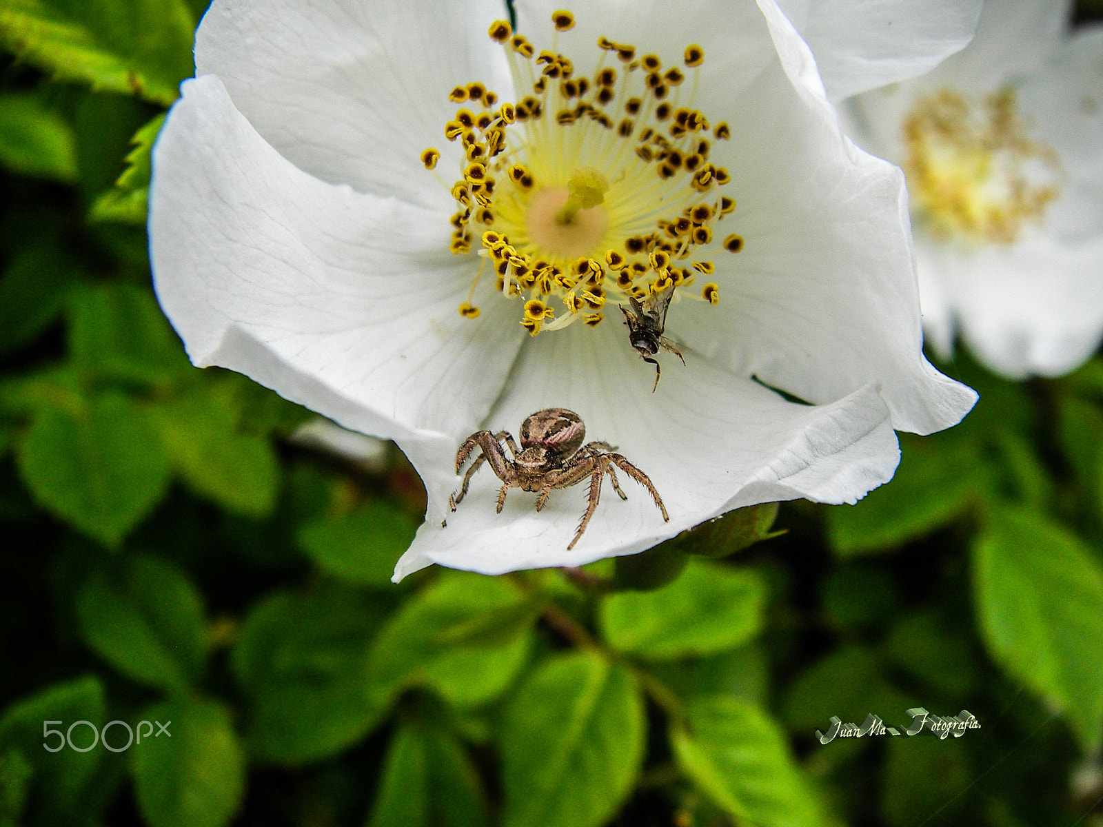 SANYO E60 sample photo. Rosa silvestre con ocupa: photography