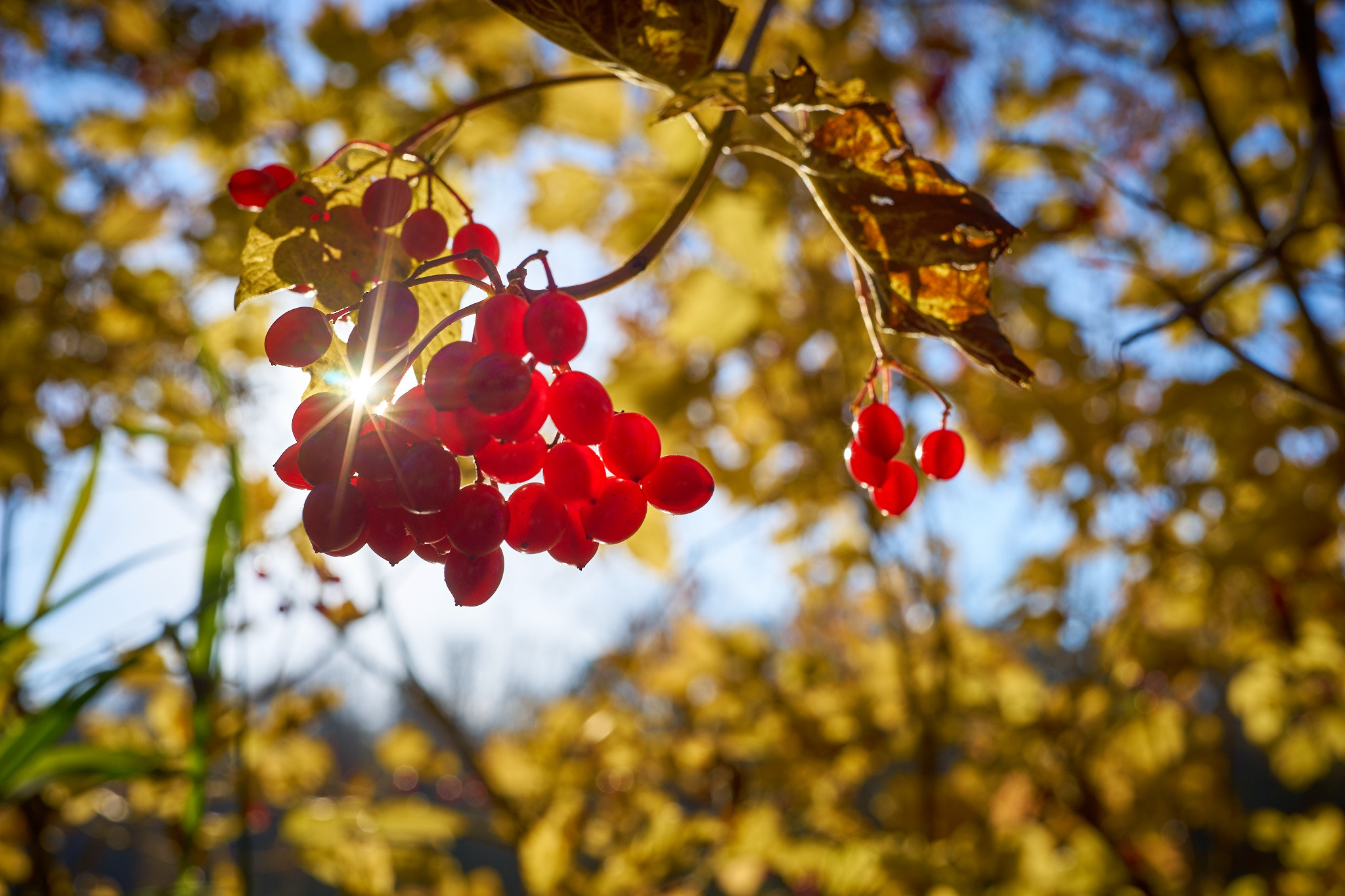 Sony a7 sample photo. Red berries photography