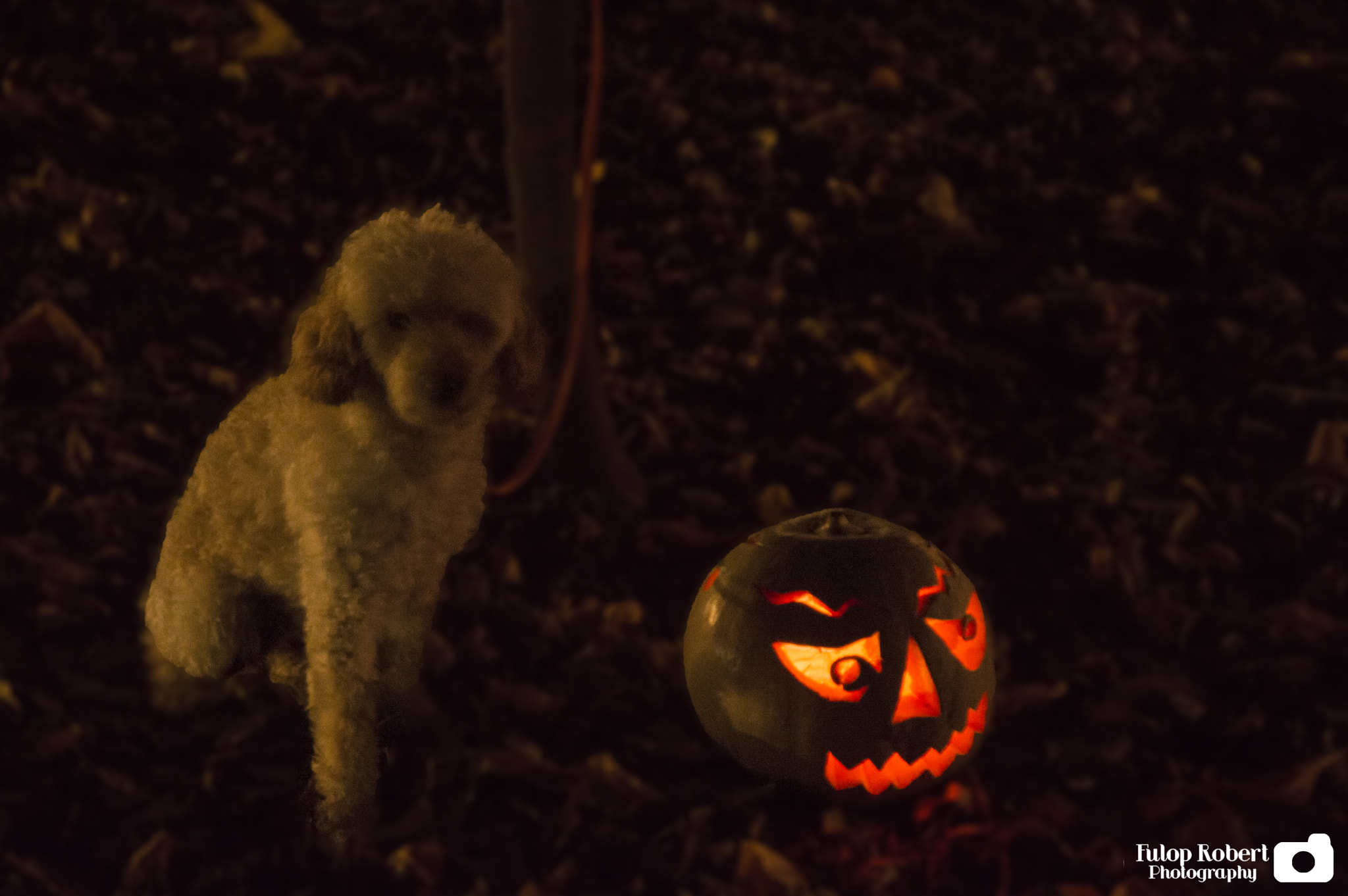 Nikon D3200 sample photo. Halloween dog :) photography