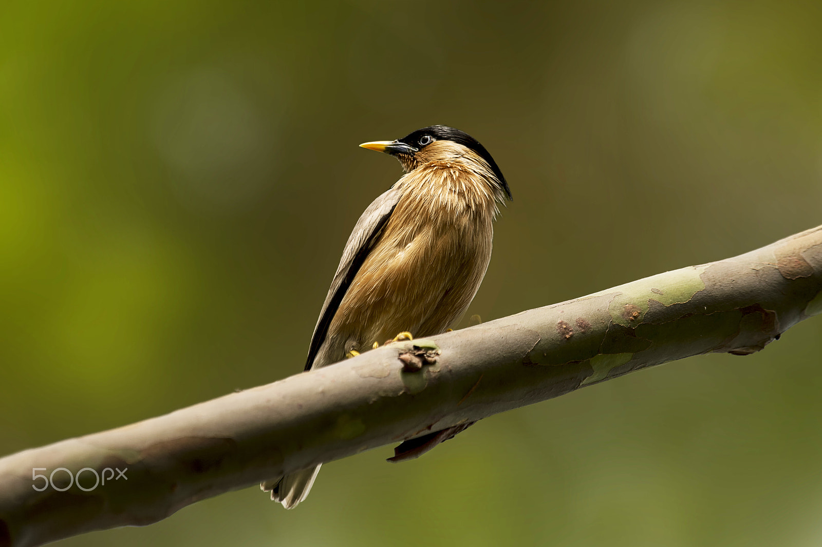 Nikon D4 sample photo. Brahminy starling photography