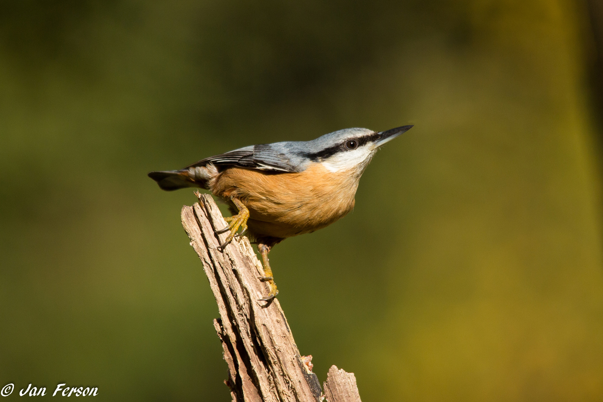 Sigma 150-500mm F5-6.3 DG OS HSM sample photo. Nuthatch photography