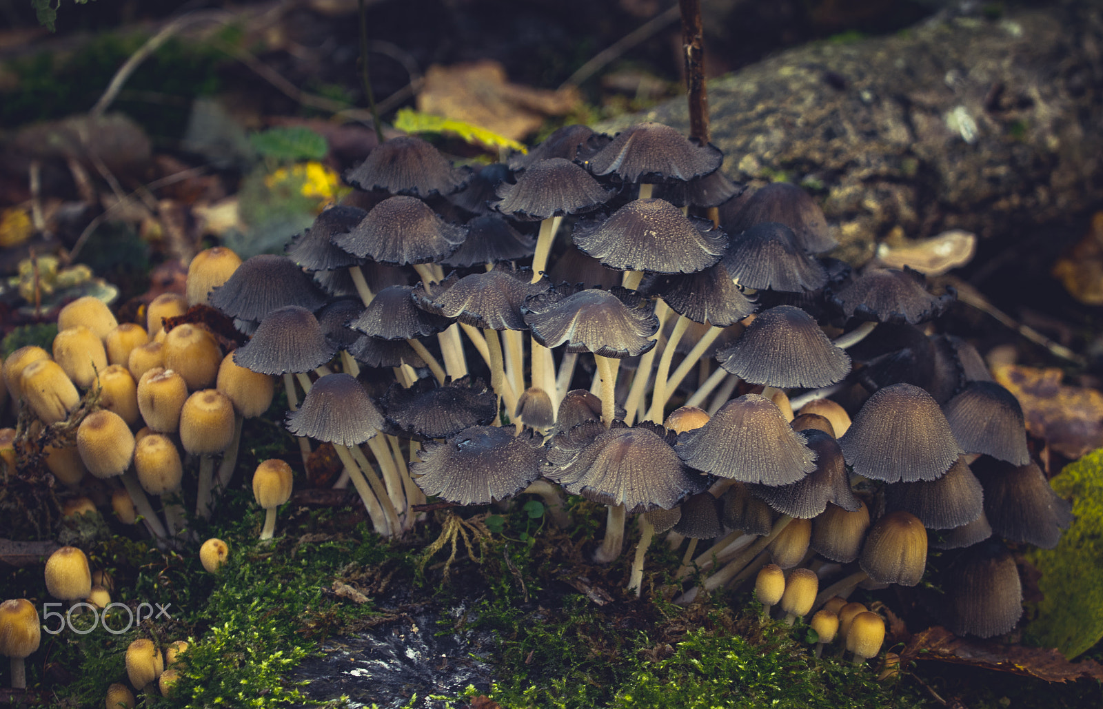 Sigma 50-500mm F4.5-6.3 DG OS HSM sample photo. Glistening ink cap photography
