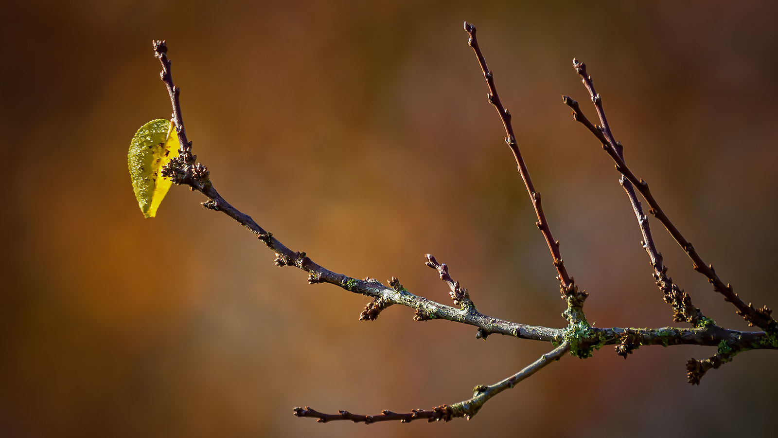 Canon EOS 60D sample photo. The leaf photography