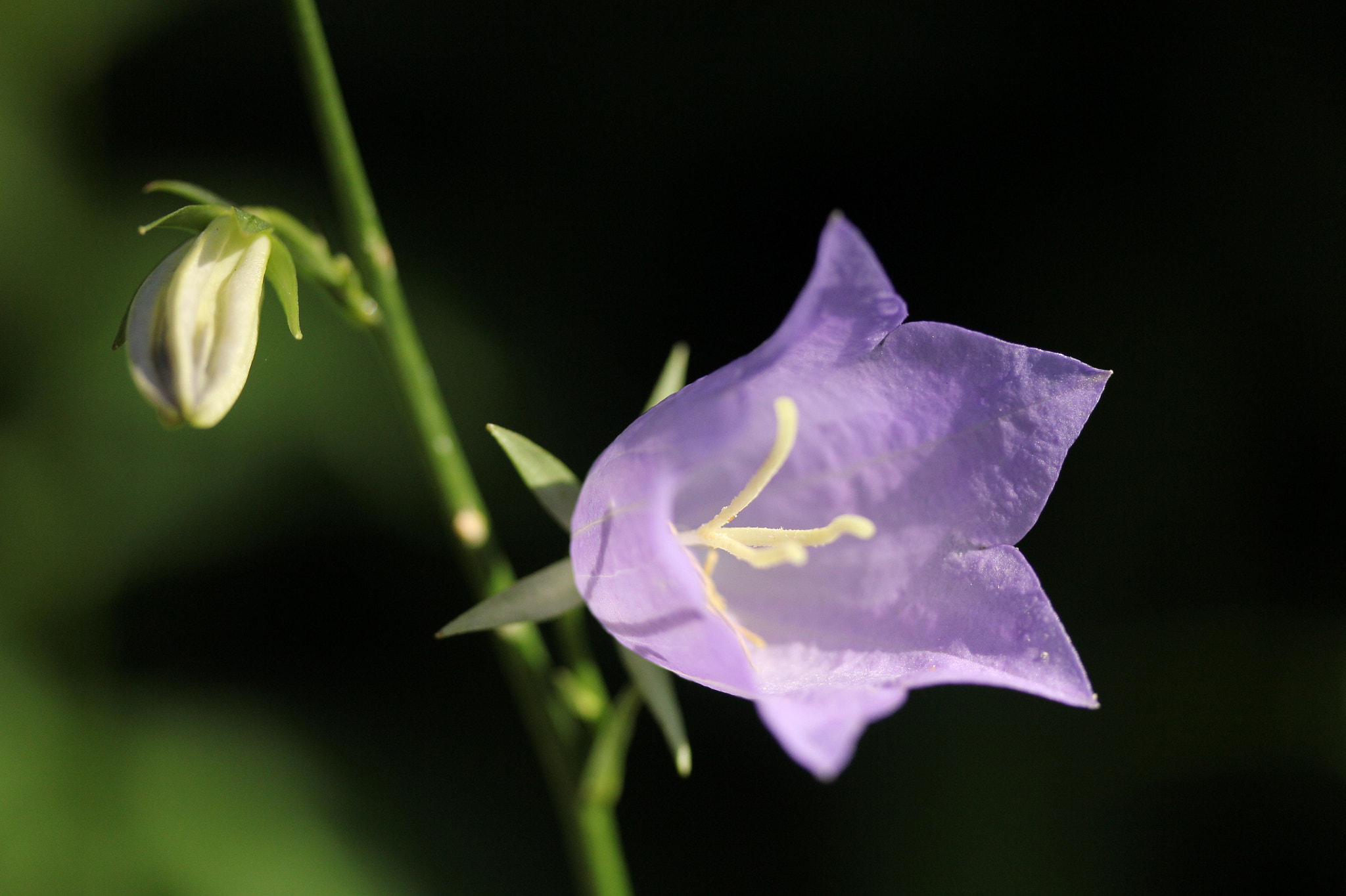 Canon EF-S 60mm F2.8 Macro USM sample photo