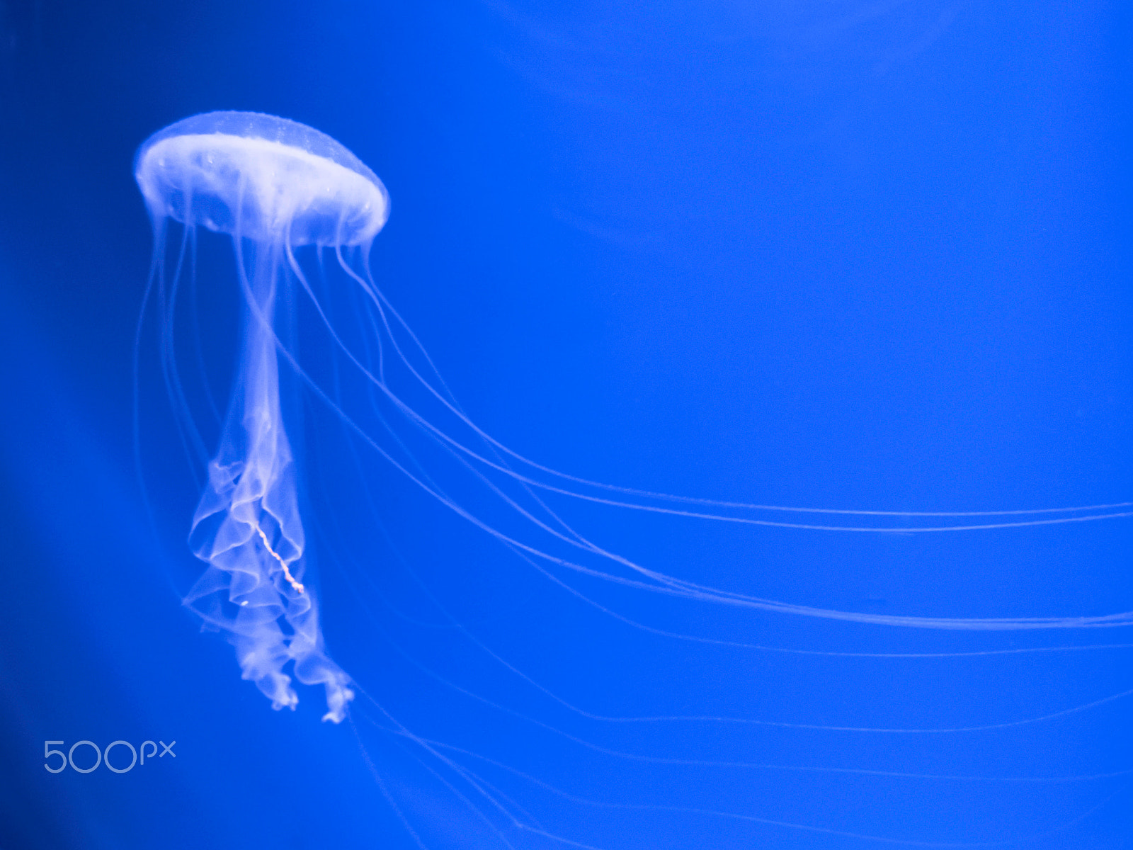 Olympus M.Zuiko Digital 14-42mm F3.5-5.6 II R sample photo. Dancing jellyfish photography
