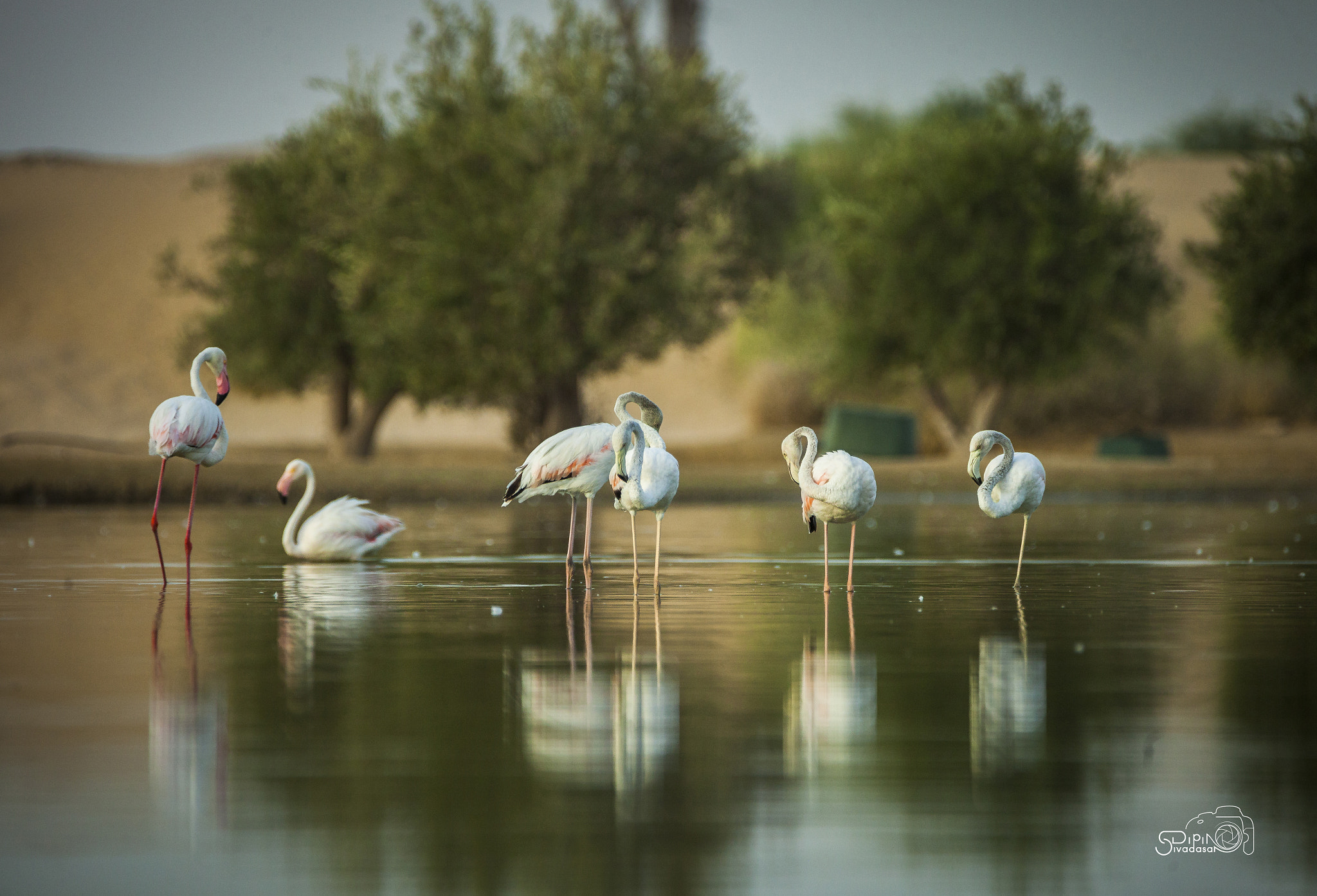 Tamron SP 150-600mm F5-6.3 Di VC USD sample photo. Greater flemingos photography