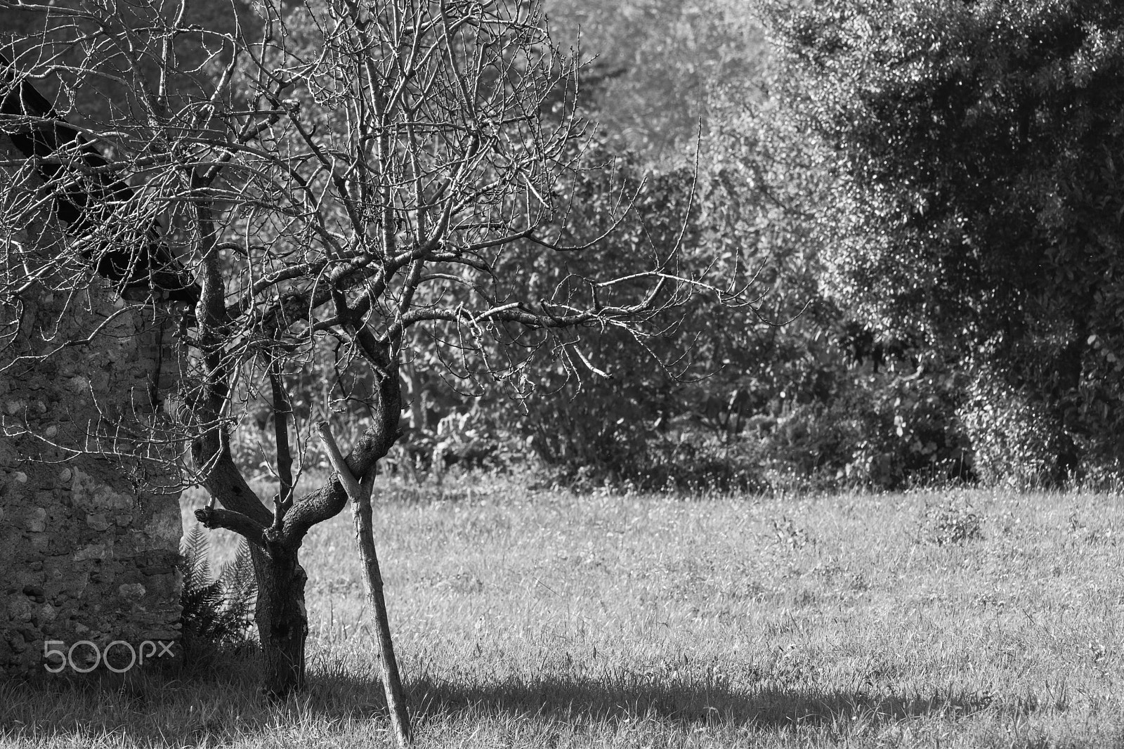 Sony FE 70-300mm F4.5-5.6 G OSS sample photo. Tree photography