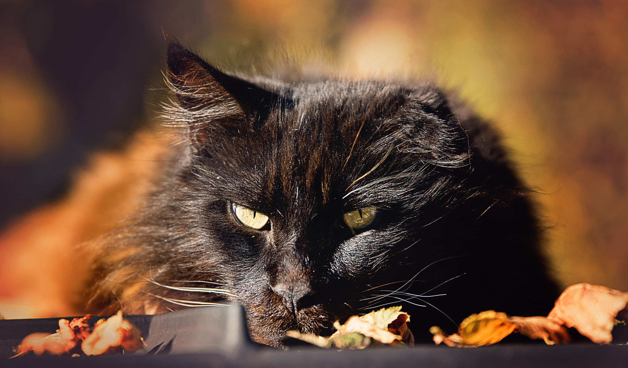 Sony SLT-A77 + Tamron SP 70-200mm F2.8 Di VC USD sample photo. Main coon cat osiris photography