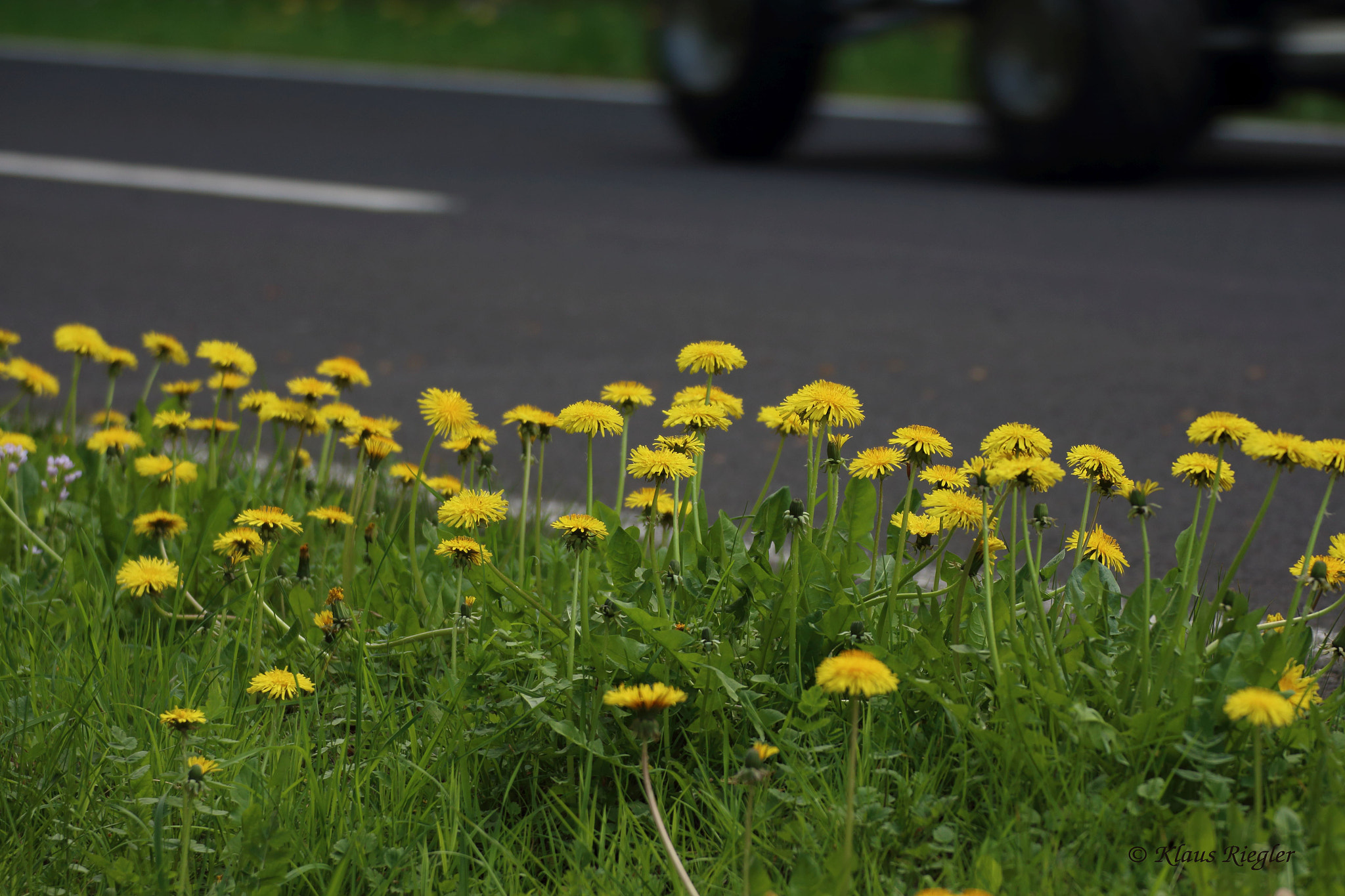 Canon EOS 650D (EOS Rebel T4i / EOS Kiss X6i) sample photo. Dandelion photography