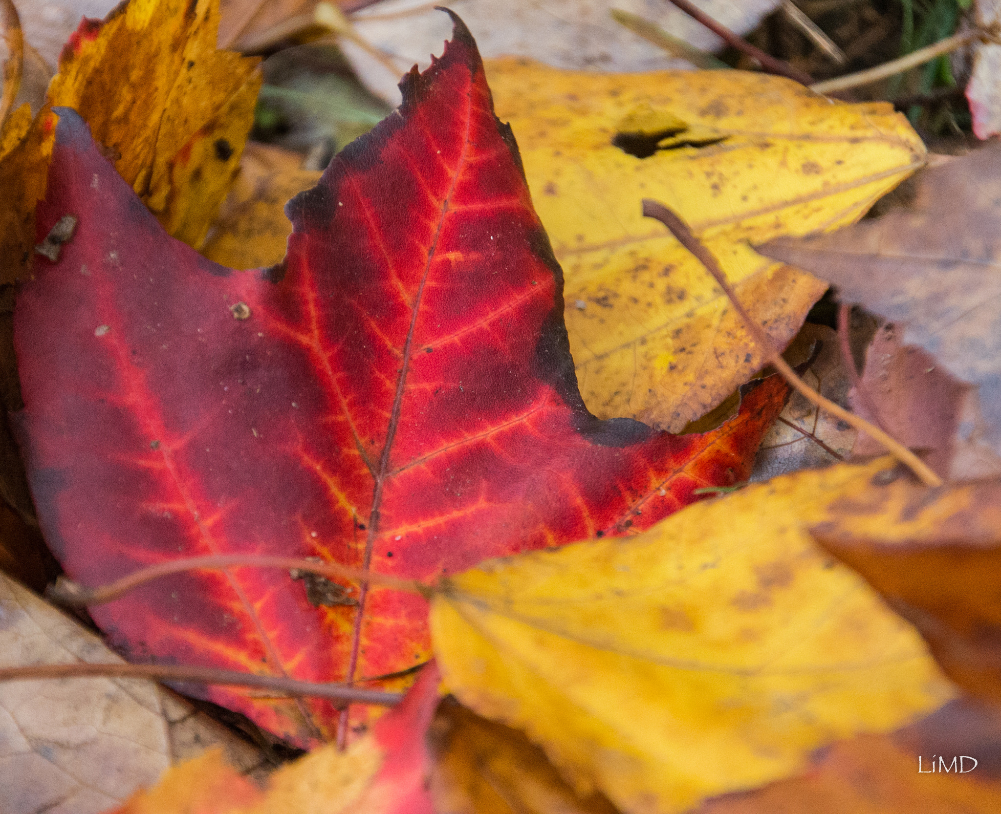 Nikon D600 sample photo. Red maple leaf photography