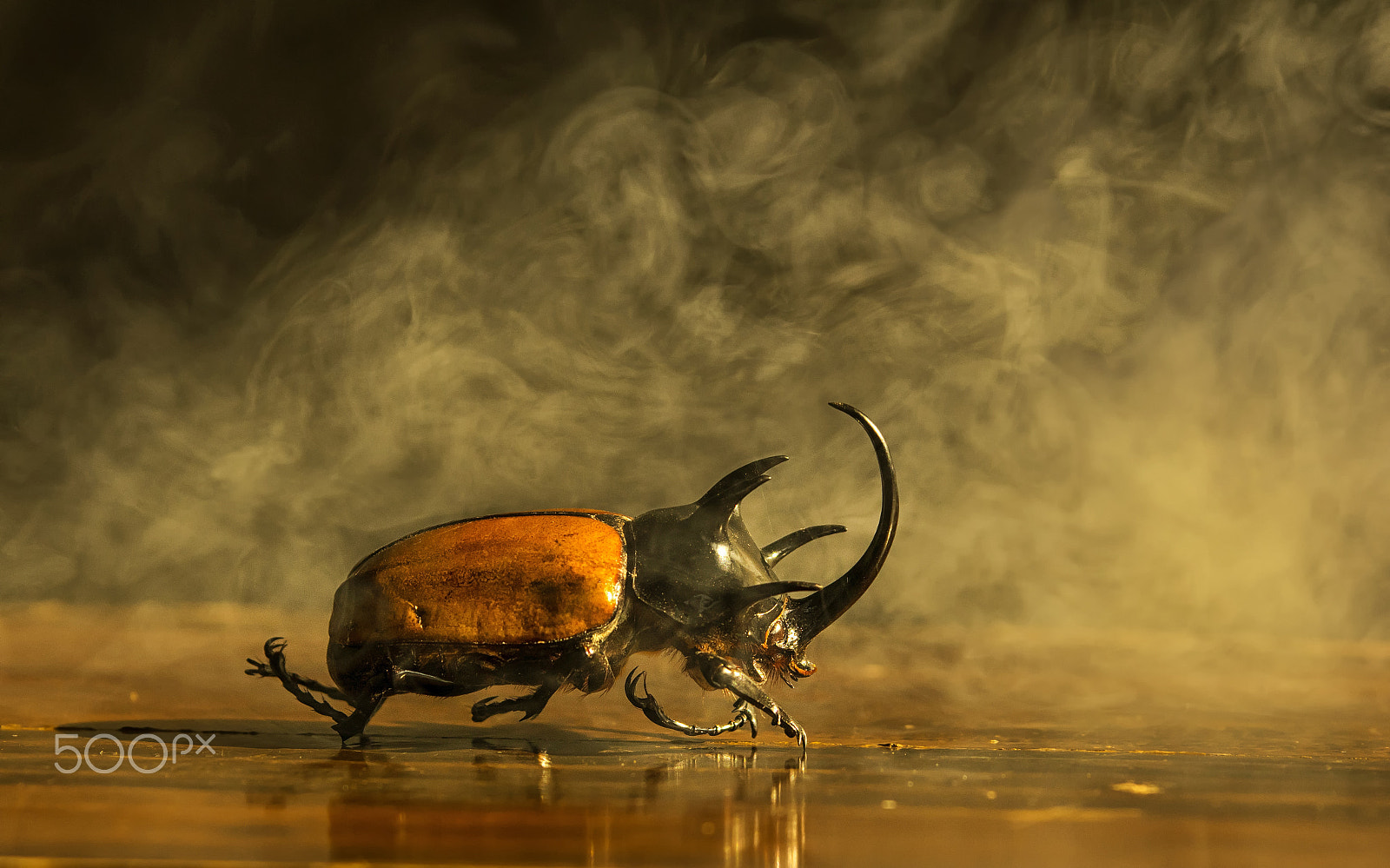 Pentax K-3 II sample photo. Silhouette of five-horned rhinoceros beetle (eupatorus gracilico photography