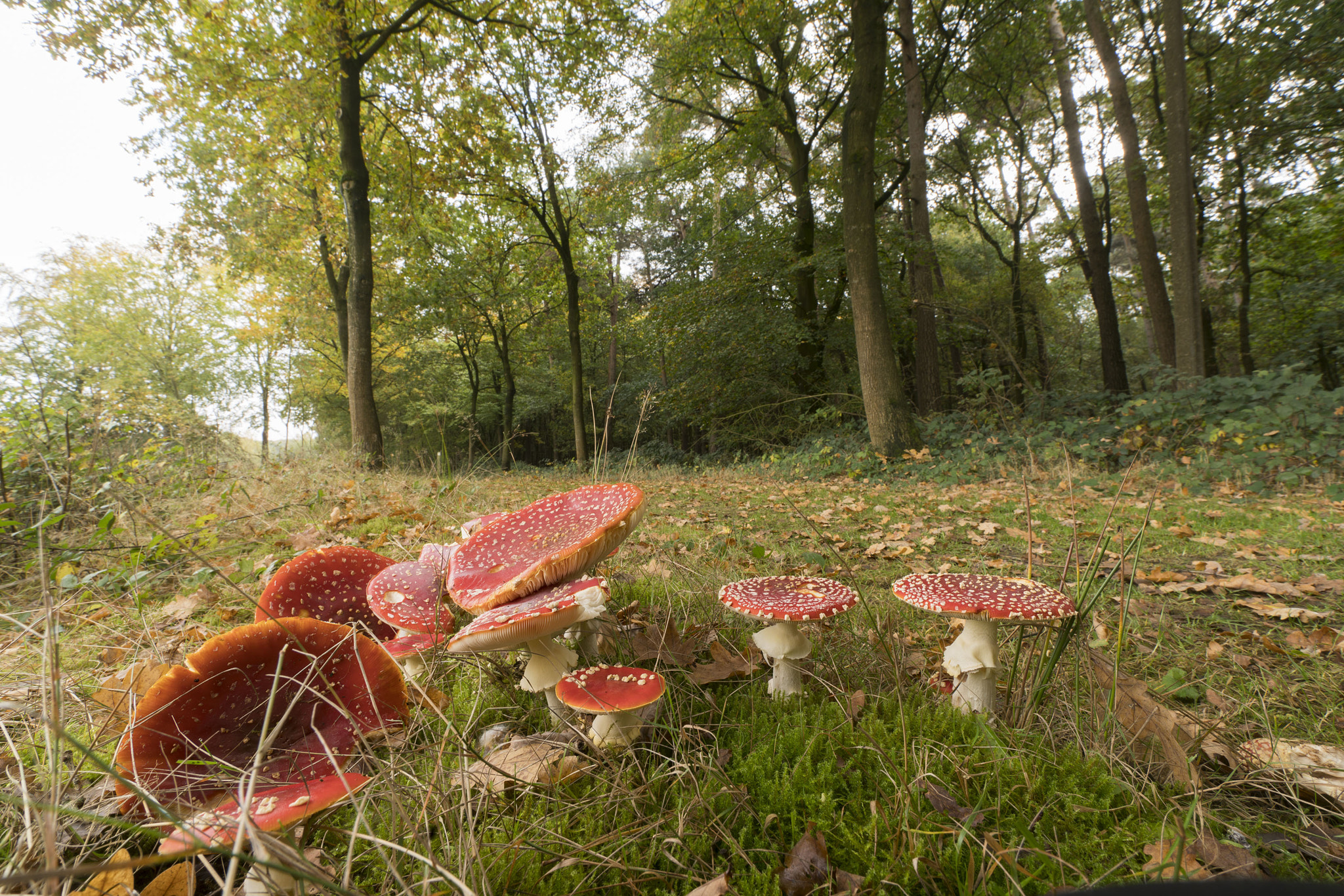 Sony a7R II + Sony Vario-Sonnar T* 16-35mm F2.8 ZA SSM sample photo. Fly agaric photography