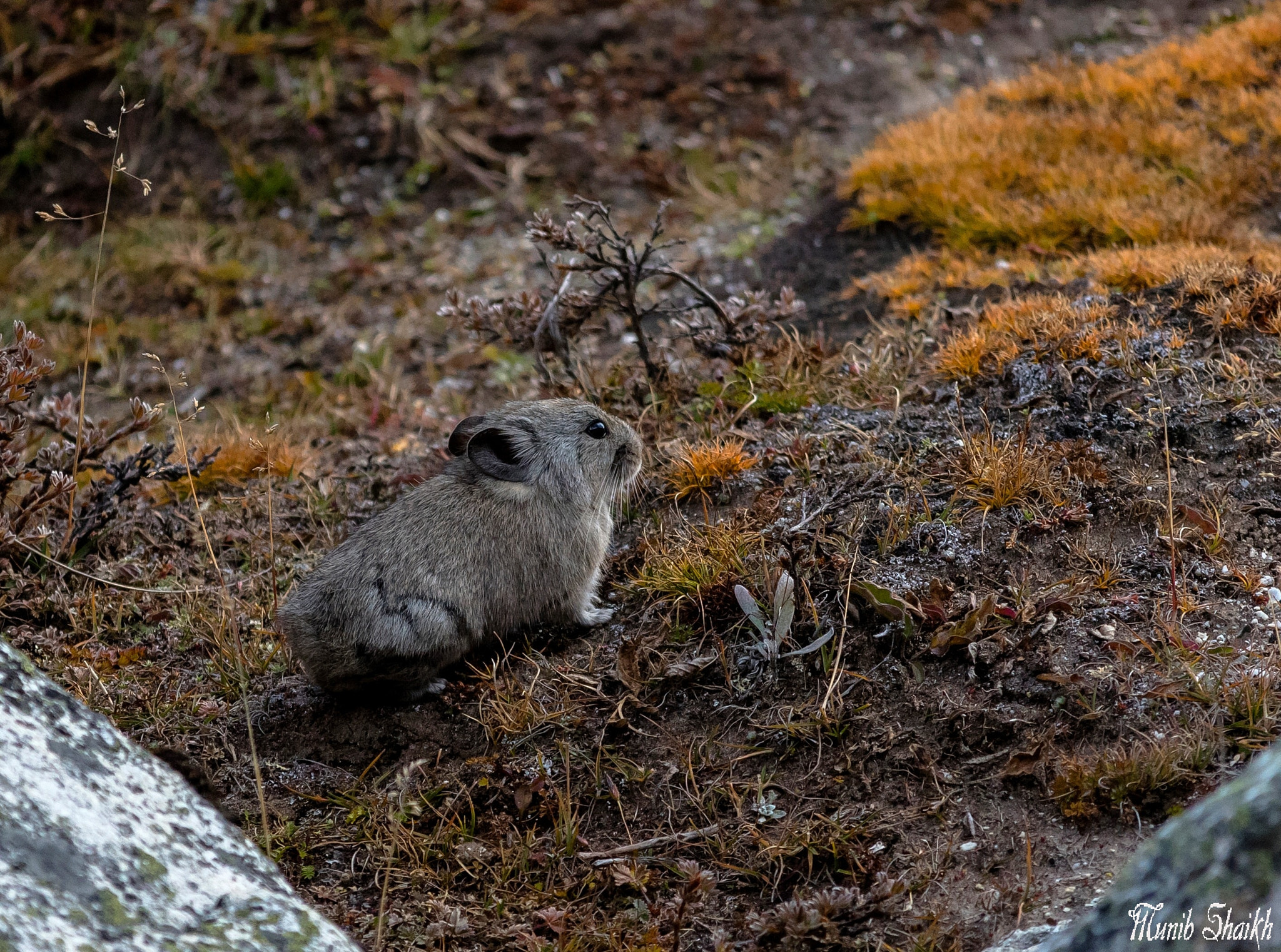 Sigma 150-500mm F5-6.3 DG OS HSM sample photo. Himalayan pika photography