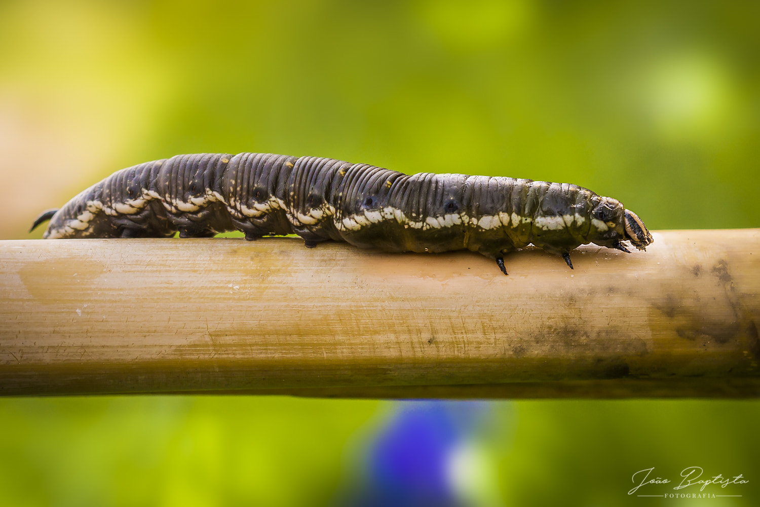 Canon EF 100mm F2.8 Macro USM sample photo. Agrius convolvuli photography