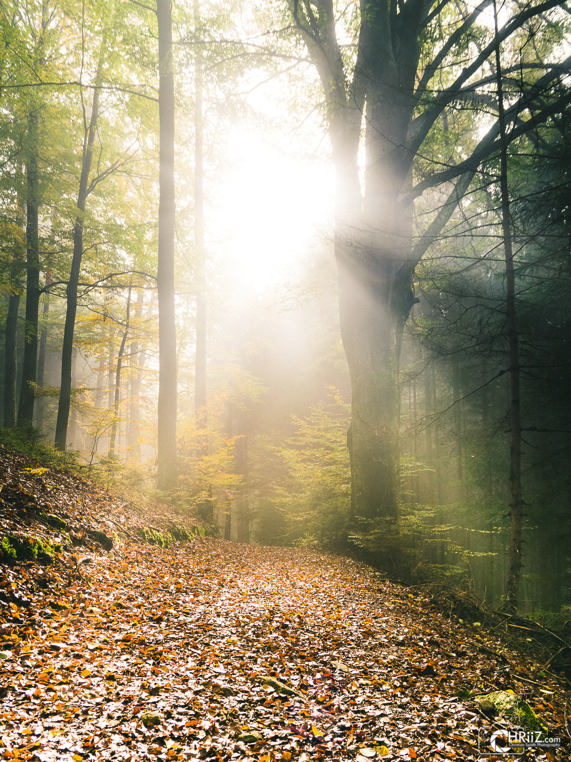 Sigma 17-70mm F2.8-4 DC Macro OS HSM | C sample photo. Autumn sunlight photography