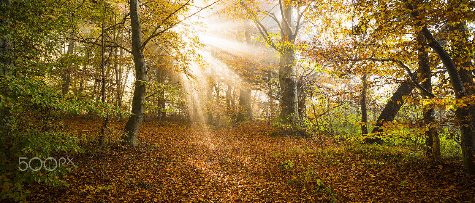 Nikon D800E + Nikon PC-E Nikkor 24mm F3.5D ED Tilt-Shift sample photo. Trail into the light photography