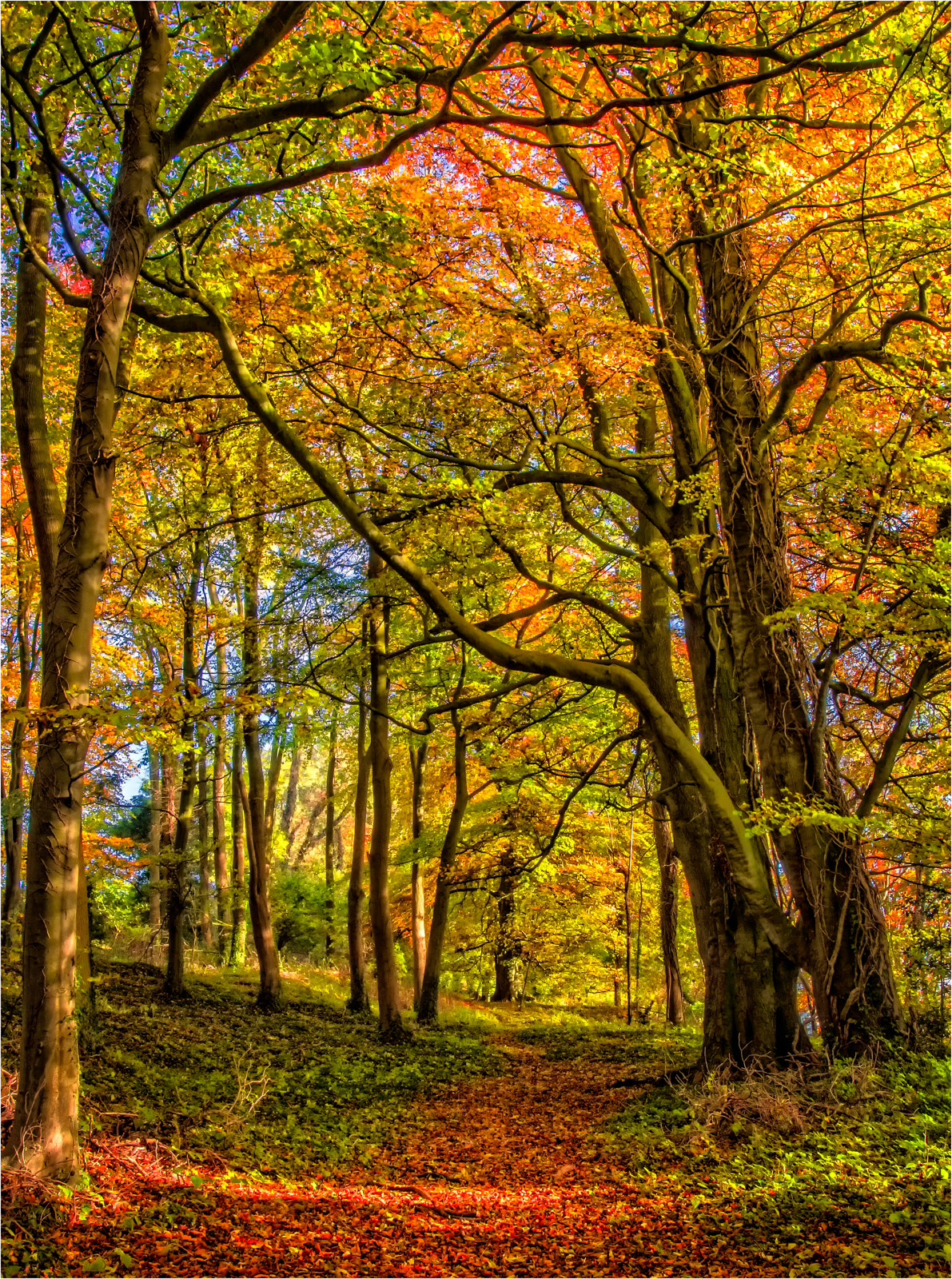 Sony SLT-A77 + Minolta AF 17-35mm F2.8-4 (D) sample photo. Autumn in ham wood photography