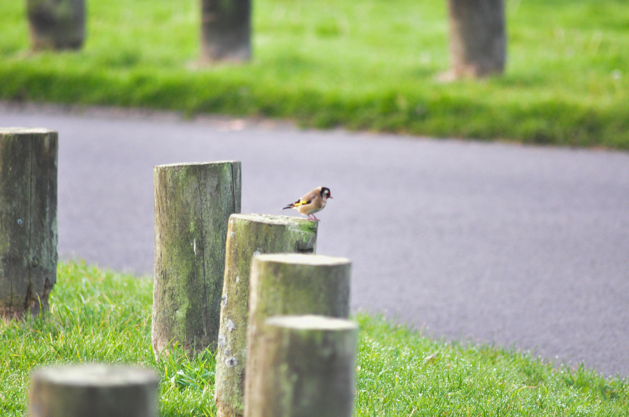 Sigma 70-300mm F4-5.6 APO DG Macro sample photo. Chaffinch on post photography