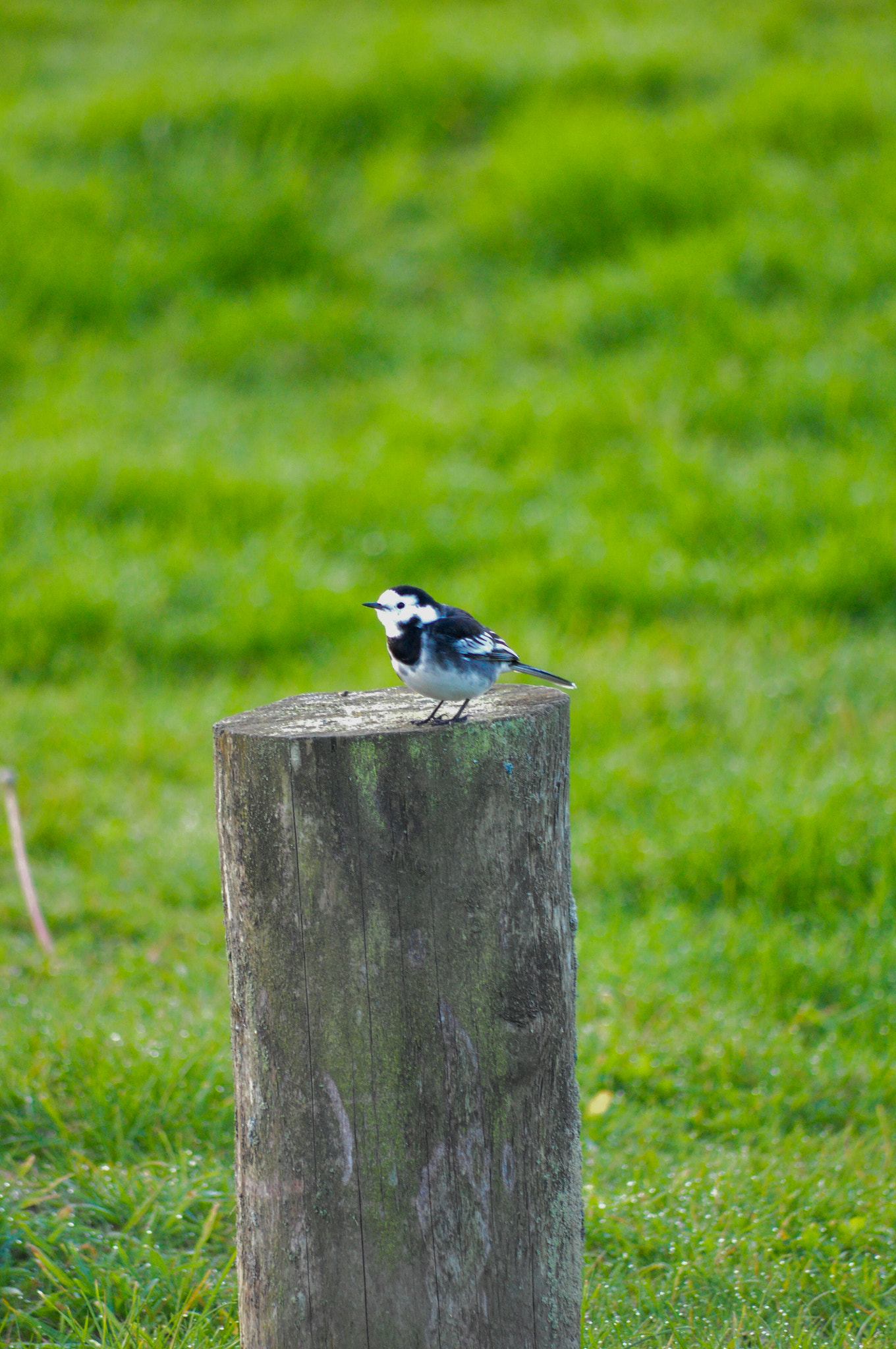Sigma 70-300mm F4-5.6 APO DG Macro sample photo. Birds photography