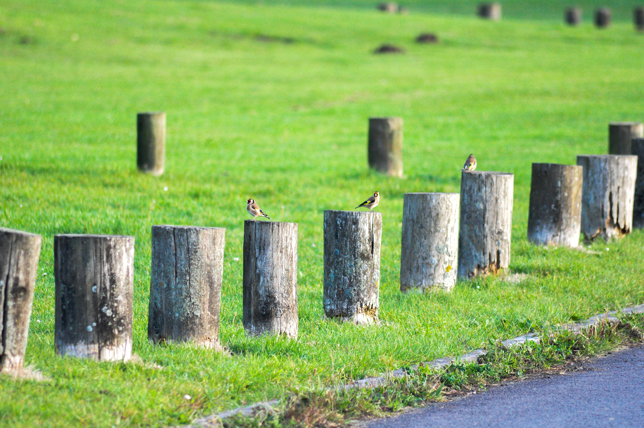 Sigma 70-300mm F4-5.6 APO DG Macro sample photo. Three chaffinch's photography