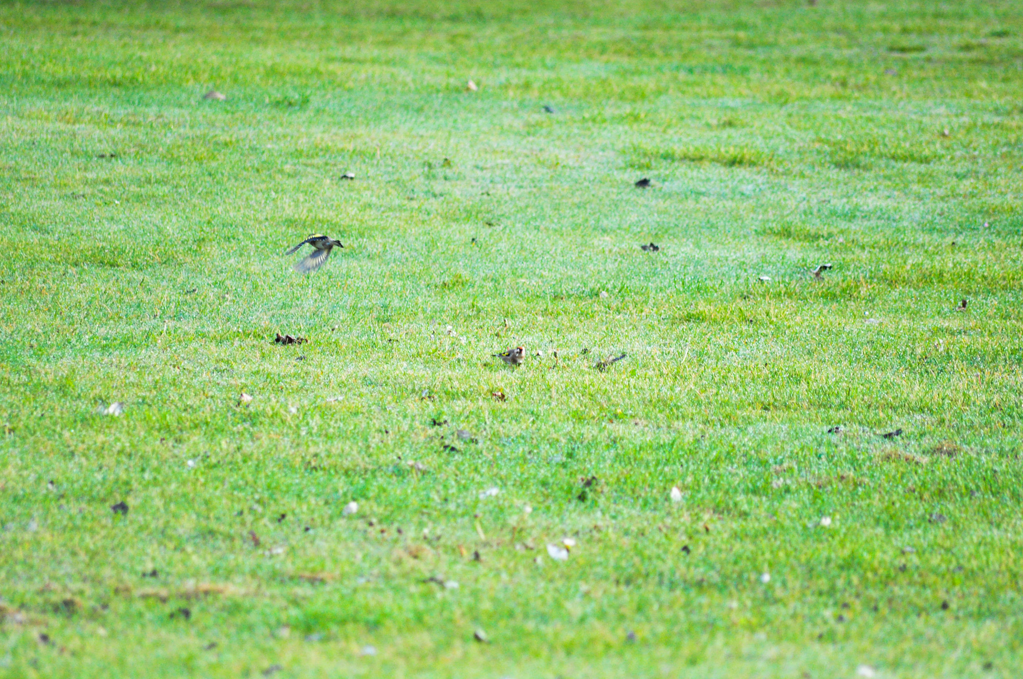 Sigma 70-300mm F4-5.6 APO DG Macro sample photo. Chaffinch's feeding photography