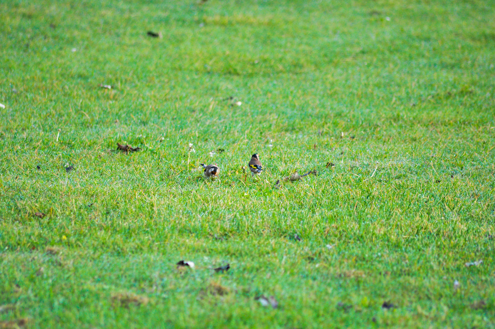 Sigma 70-300mm F4-5.6 APO DG Macro sample photo. Chaffinch's photography