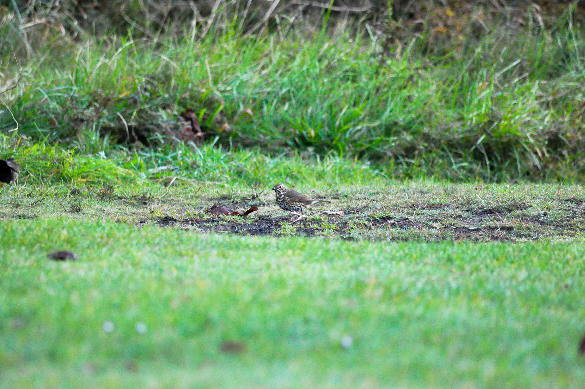 Sigma 70-300mm F4-5.6 APO DG Macro sample photo. Thrush morning feed photography