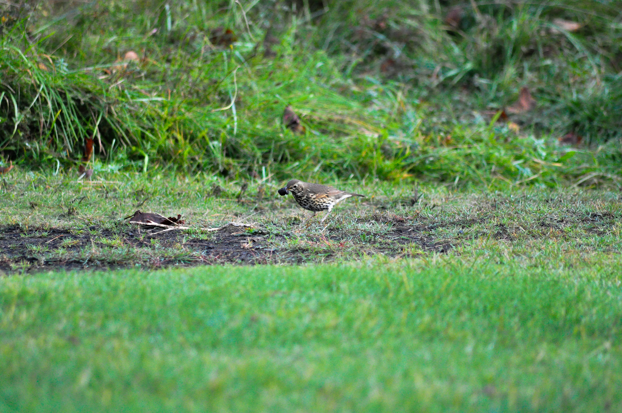 Sigma 70-300mm F4-5.6 APO DG Macro sample photo. Thrush morning feed photography