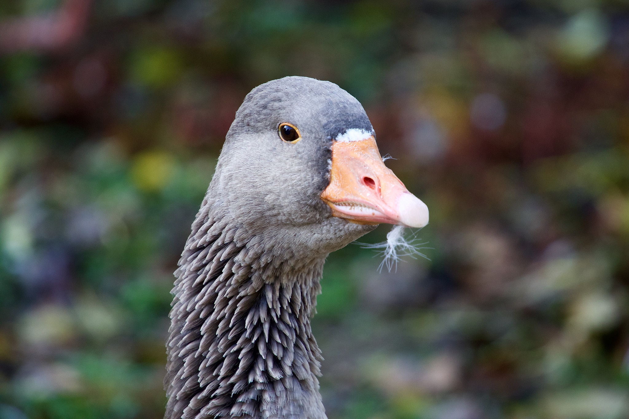 Canon EF 70-200mm F4L USM sample photo. Duck photography