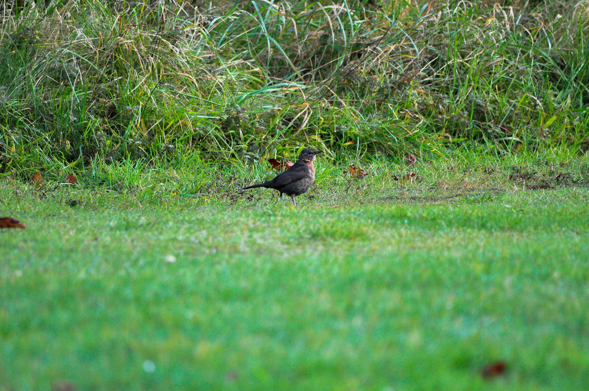 Sigma 70-300mm F4-5.6 APO DG Macro sample photo. Black bird photography