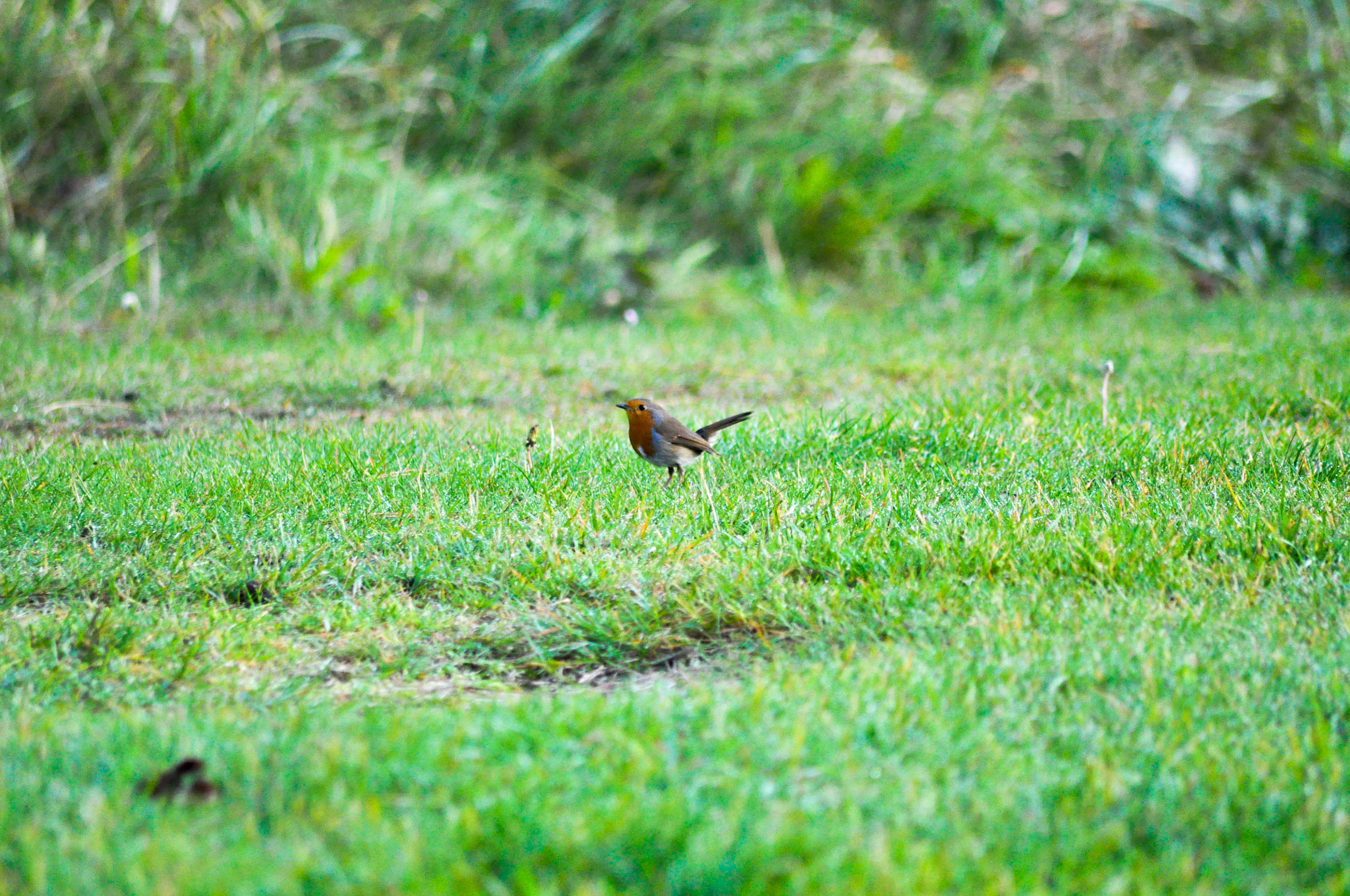 Sigma 70-300mm F4-5.6 APO DG Macro sample photo. Robin photography