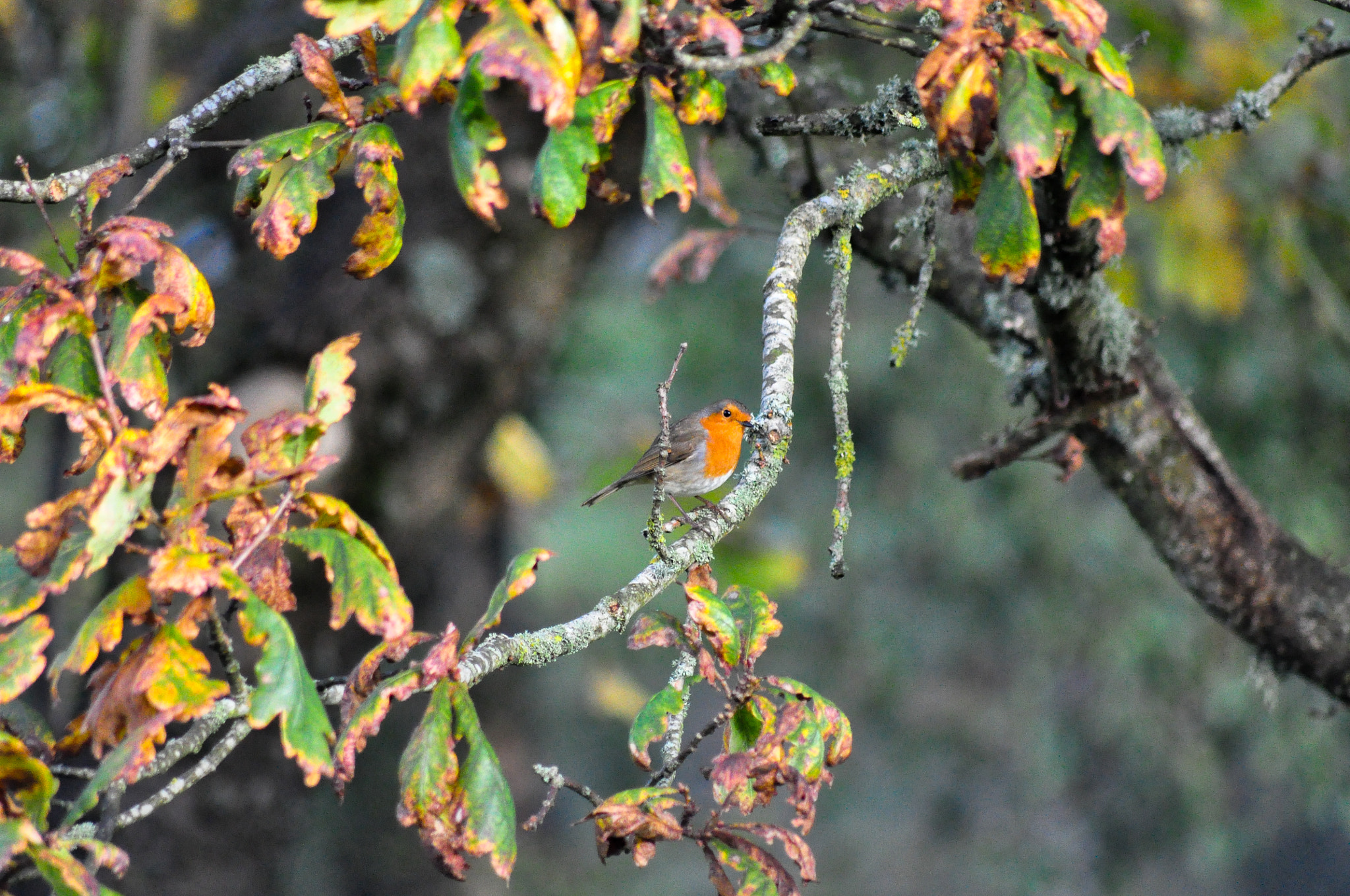 Sigma 70-300mm F4-5.6 APO DG Macro sample photo. Robin in the autumn leaves photography