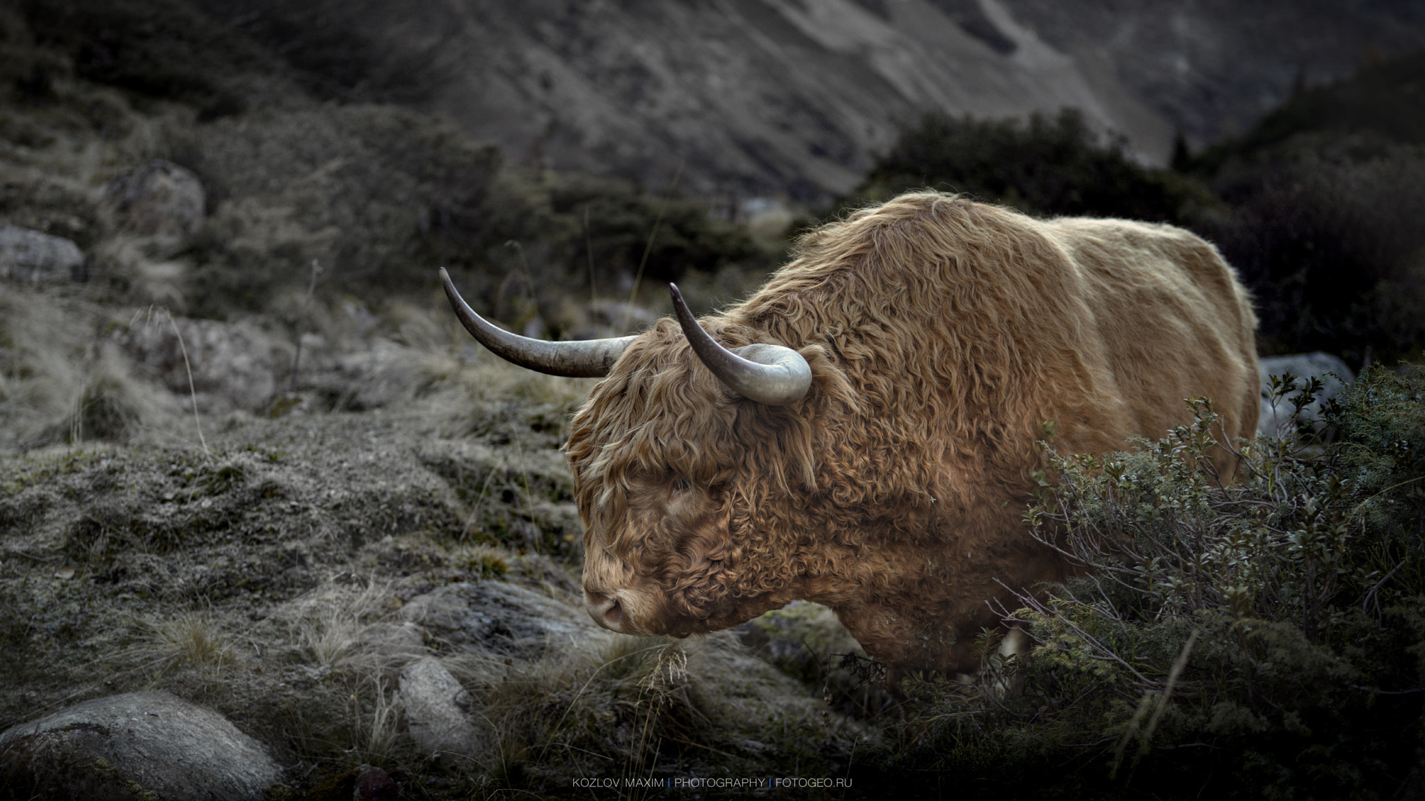 Hasselblad H4D-60 + HC 80 sample photo. Highland cattle. austria. photography