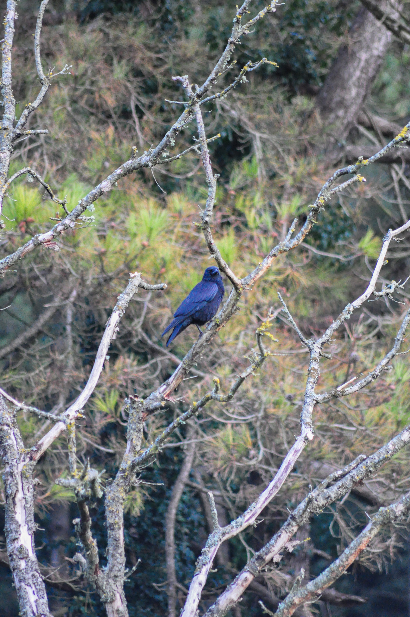 Sigma 70-300mm F4-5.6 APO DG Macro sample photo. Crow in tree photography