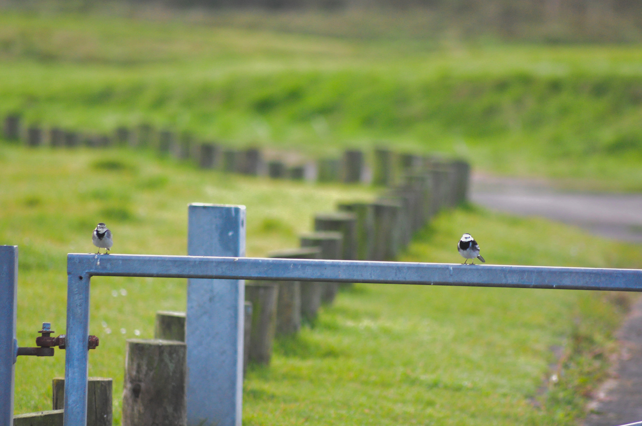 Sigma 70-300mm F4-5.6 APO DG Macro sample photo. Wagtail morning meet photography