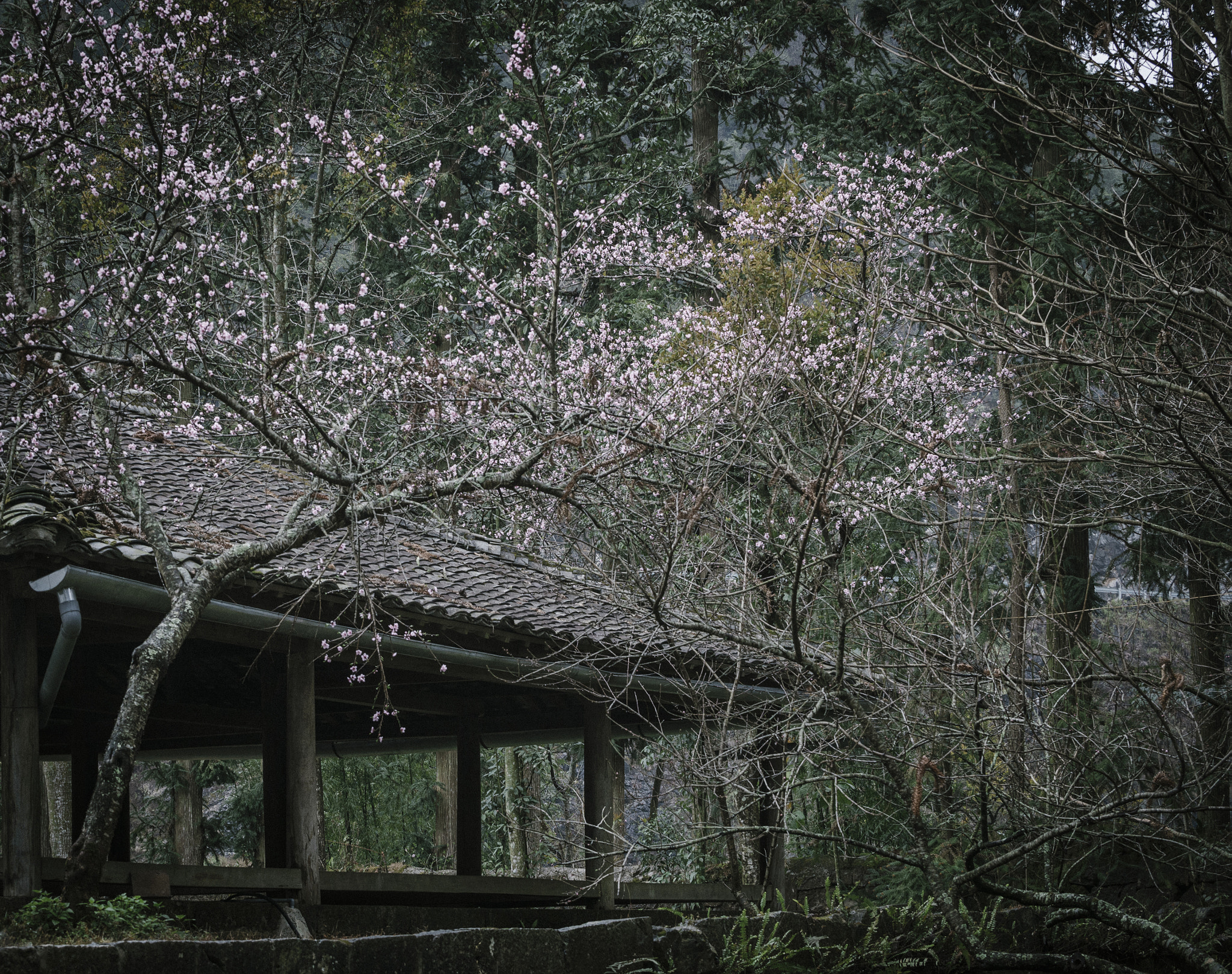 Nikon D600 sample photo. Peaceful place photography